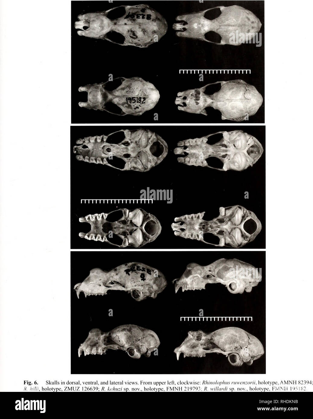 . Bonn bollettino zoologico. Zoologia. I pipistrelli dall'Albertine Rift 195. Bonn zoological Bulletin 62 (2): 186-202 ©ZFMK. Si prega di notare che queste immagini vengono estratte dalla pagina sottoposta a scansione di immagini che possono essere state migliorate digitalmente per la leggibilità - Colorazione e aspetto di queste illustrazioni potrebbero non perfettamente assomigliano al lavoro originale. Zoologisches Forschungsmuseum Alexander Koenig. Bonn : Zoologisches Forschungsmuseum Alexander Koenig Foto Stock