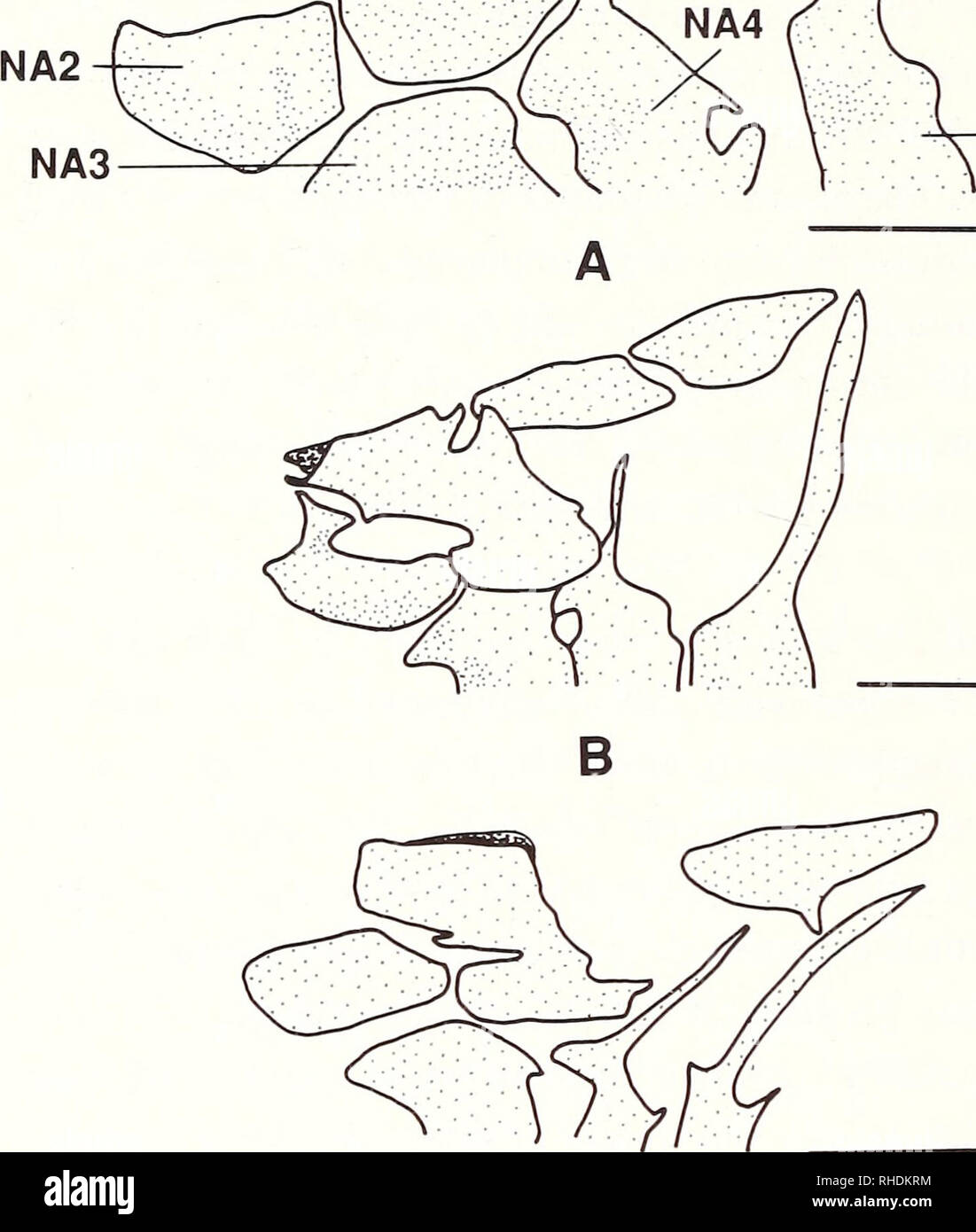 . Bonner zoologische Monographien. Zoologia. 122 SN SN3-LMte^^". NA5 Fig.76: la vista laterale delle arcate neurale e spine di vertebre anteriore, neurali complessi e supraneural ossa di Phoxinus. A: P. issykkulensis (P-10696, 42,4 mm SL); B: P. erythrogaster (KU 5773. 51,5 mm SL); C: P. neogaeus (KU 8521, 53,0 mm SL): D: P. tennesseensis (UT 44.5274. 50,0 mm SL). Barre di scala = 1 mm. base della nervatura viene espanso, ma la nervatura di fine ventrale è tagliente. La nervatura porta un grande e poco profondo incavo in corrispondenza del suo lato mediano in P. EOS (TS 169[1]; la Fig.77A); la tacca è assente in altre specie di Phoxinus e nell'outg Foto Stock