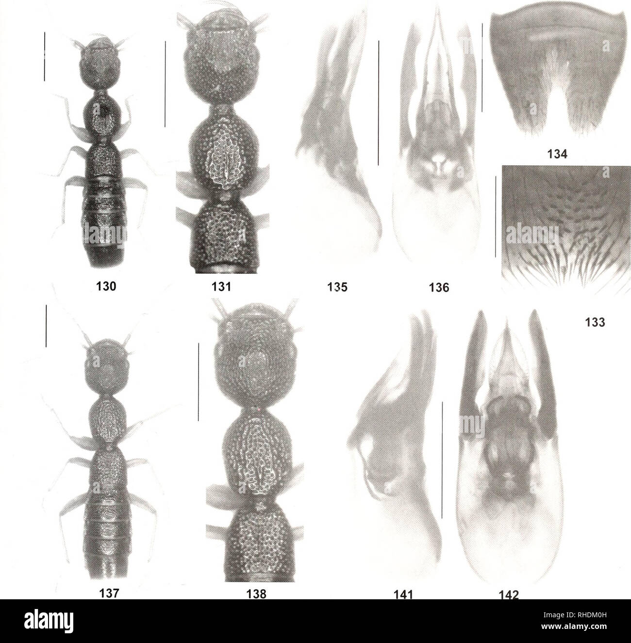 . Bonn bollettino zoologico. Zoologia. Sul Nazeiis fauna della Cina II 155. 139 140 132 figure 130-142. Nazeiis harhatiis (130-136) e N. tinnilohatus (UL-42). 130,137: habitus; 131, 138: forebody: 132, 139: maschio steniite VII; 133: postero-porzione mediana di maschio sternite VII; 134, 140: maschio stemite VIII; 135-136, 141-142: aedeagus in- lat erale e in vista ventrale. Barre di scala: 130-131. 137-138: 1,0 mm; 132, 134-136, 139-142: 0,5 mm, 133: 0,2 mm. Bonn zoological Bulletin 62 (2): 125-170 ®ZFMK. Si prega di notare che queste immagini vengono estratte dalla pagina sottoposta a scansione di immagini che possono essere state enhanc digitalmente Foto Stock