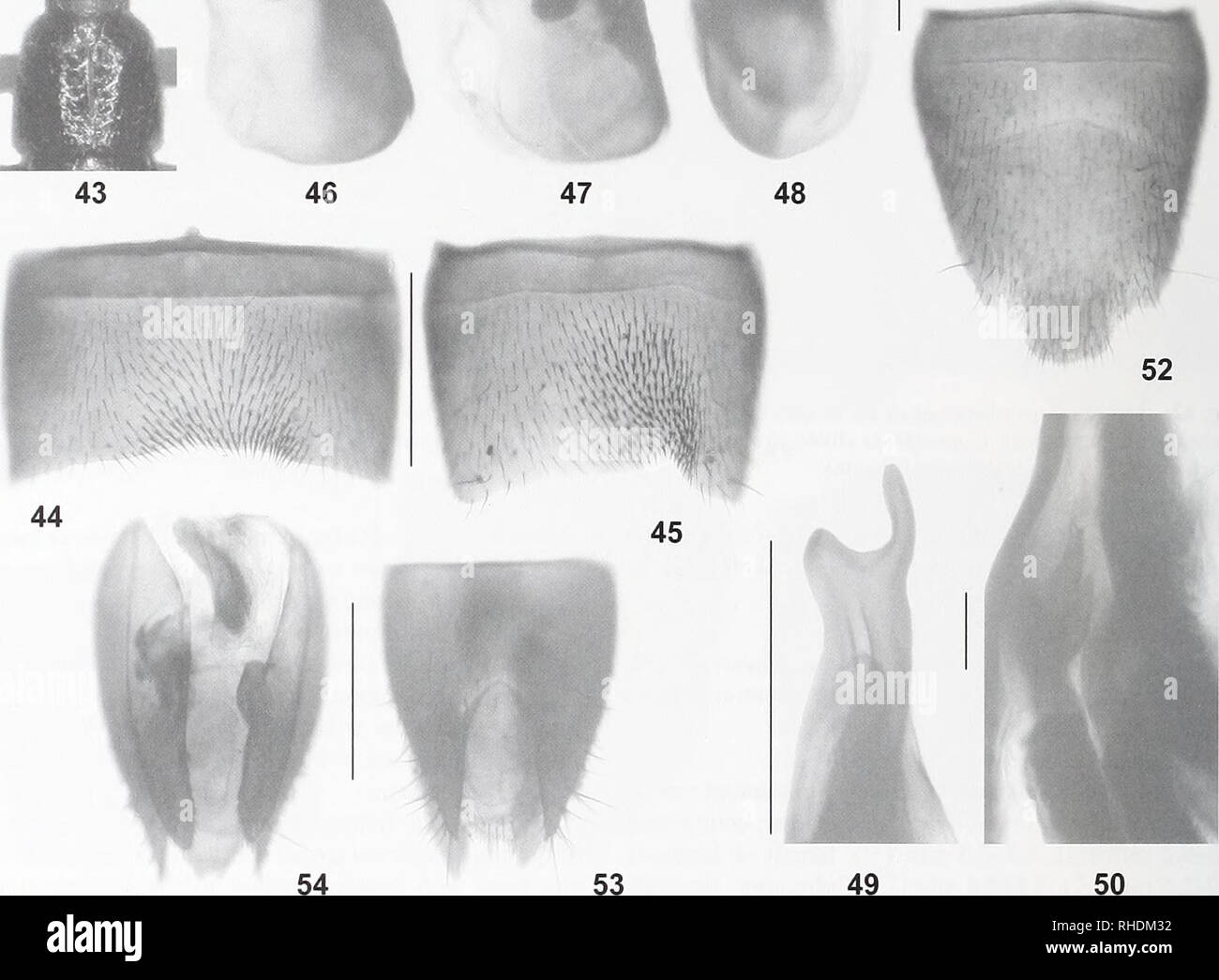 . Bonn bollettino zoologico. Zoologia. 51. Le figure 43-54. Lathrobium biapicale. 43. Forebody. 44. Sternite maschio VII. 45. Sternite maschio VIII. 46-48. Aedeagus in laterale e in vista ventrale. 49. La porzione apicale del processo ventrale di aedeagus in vista ventrale. 50. Sclerotized struttura interna di aedeagus in vista laterale. 51-52. Sternite femmina VIII. 53. Tergites femmina IX-X. 54. Apice del ventre femminile in vista ventrale. Barre di scala: 43: 1,0 mm; 44-49, 51-54: 0,5 mm; 50: 0,1 mm. escisse (Fig. 45); aedeagus (figure 46-50) 1.4-1.5 mm; processo ventrale nettamente asimmetrica, ampio in vista ventrale, apicalmente Foto Stock