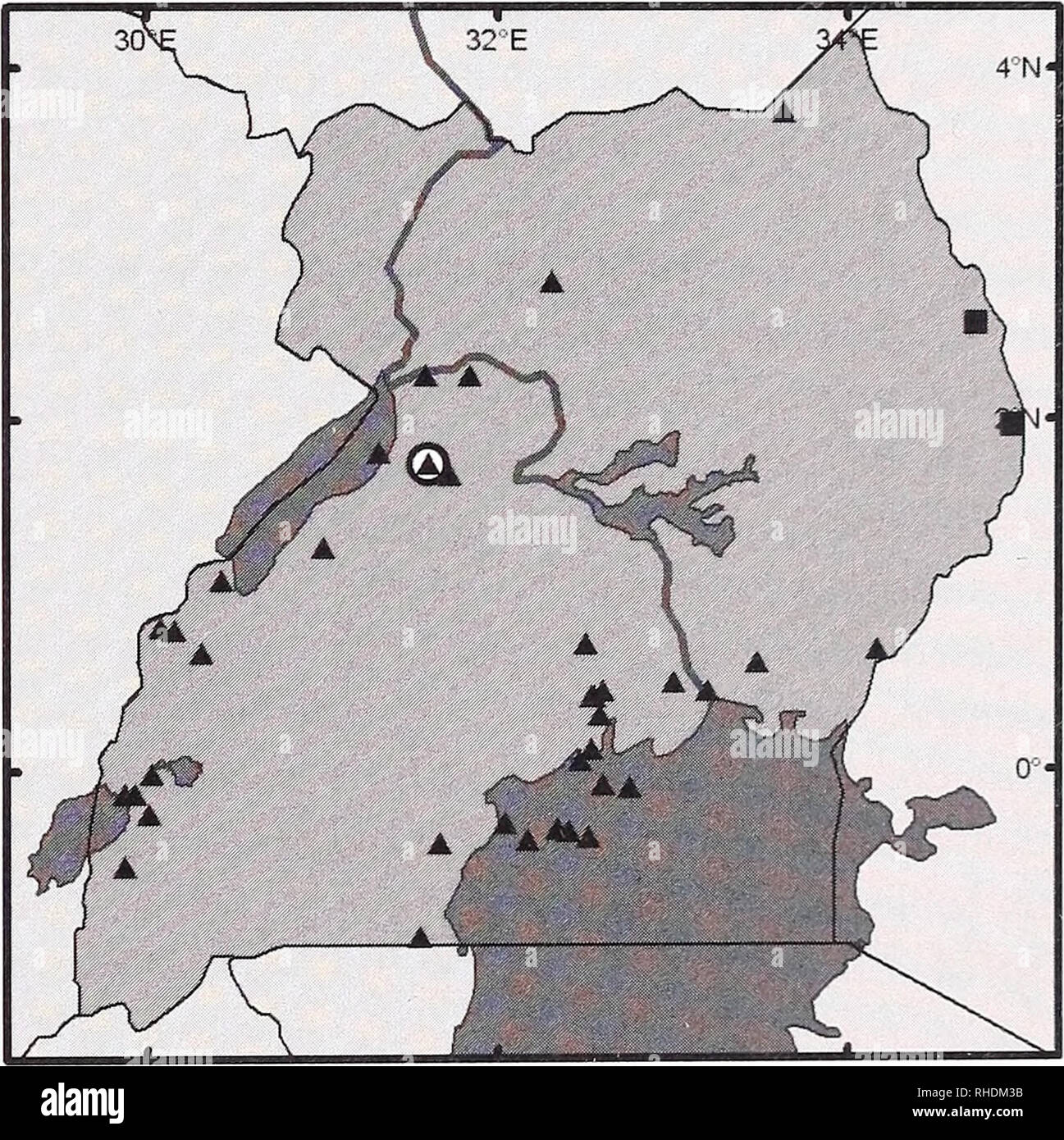 . Bonner zoologische Monographien. Zoologia. THORN &AMP; CURBIS PETERHANS, piccoli mammiferi DI UGANDA 3^ / 4 N- hp FIG. 43. Distribuzione di selezionare Molossidae: Myopte- rus whitleyi (A), Otomops martiensseni (â ). Le aree ombreggiate indicano i laghi. Western. Budongo (ROM 46695, Peterson et al. 1995: 180). Southern. Ruhiza 2286 m (LACM 35538). Le misurazioni. (Budongo) HB 92; T 44; FA 65; HF 13; E 37; la WTG 30; SK 26.0; XZ 13,4; XBC 12,9; XIO 5.6; CM3 9.9; M2M2 10.0. Myopterus whitleyi. Fig. 42B Mormopterus whitleyi Scharff 1900, Ann. &Amp; Mag. Nat. Hist. 7 (6): 569; Benin City (Nigeria 6Â°19'N 5Â°41'E). E Foto Stock