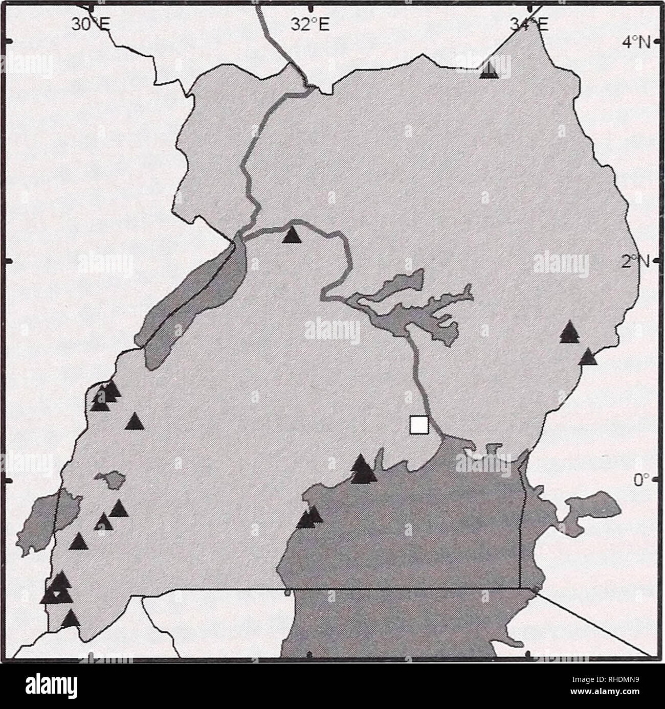 . Bonner zoologische Monographien. Zoologia. THORN &AMP; CURBIS PETERHANS, piccoli mammiferi DI UGANDA nessuna località, inedite, vedere Ellerman etal. 1953, vedere Koopman 1975). La gamma. Thomas (1902) elencato le specie per Uganda come Rousettus stramineus. Essa si verifica in tutta la maggior parte delle parti di savana da S Africa a Eritraea e ad ovest di Mauritania. Fig. 6 visualizza la distribuzione ugandesi. Western. Budongo (LACM); Bwamba (LACM); Fort Portal (Bergmans 1990); Fioima (Kityo &AMP; Curbis 1996); Mihunga (MCZ, Allen &AMP; Loveridge 1942); Ruwenzori 2000 m (Kingdon 1974). Southern. Nei pressi di Ibanda (Bergmans 1990); Kalinz Foto Stock