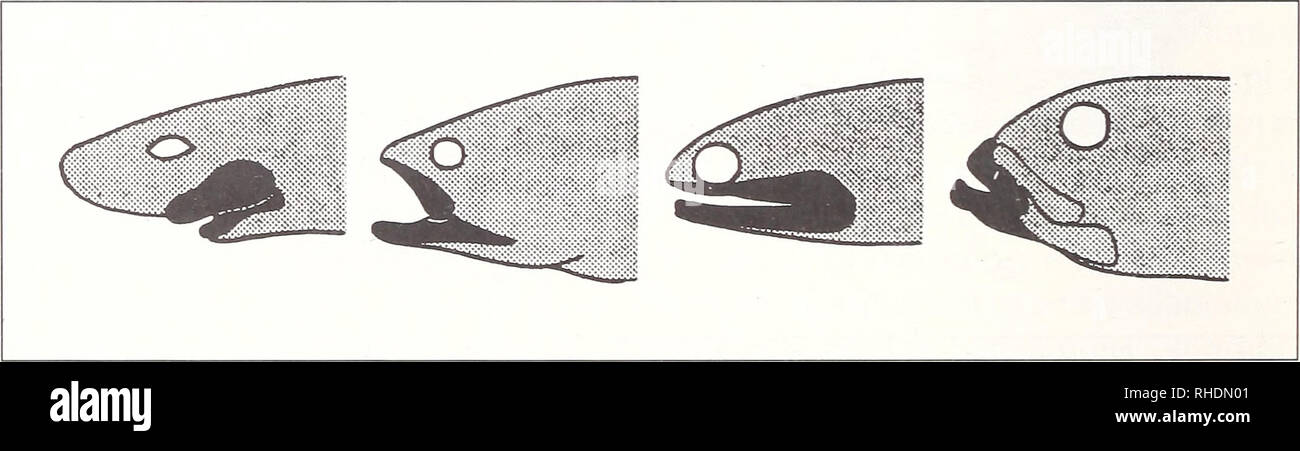 . Bonner zoologische Monographien. Zoologia. 148 Flatfishes come modelli il concetto di istituzione di zone ecologiche è stato sviluppato da von Wahlert (1961) in un caso di studio della peculiare Pleuronectiformes asimmetrica o flatfishes. ''Ethological innovazione chiave" nel lignaggio ancestrale del piatto- pesci comporta la postura dormiente, dove il pesce si trova su un lato sul fondo. Questa caratteristica, che è noto anche nel strettamente correlati simmetrico Serranidae carnivore, cominciò ad essere trattenuto da Pleuronectiformes quando sveglio. Questi pesci ha pertanto esteso il contesto funzionale di &quo Foto Stock