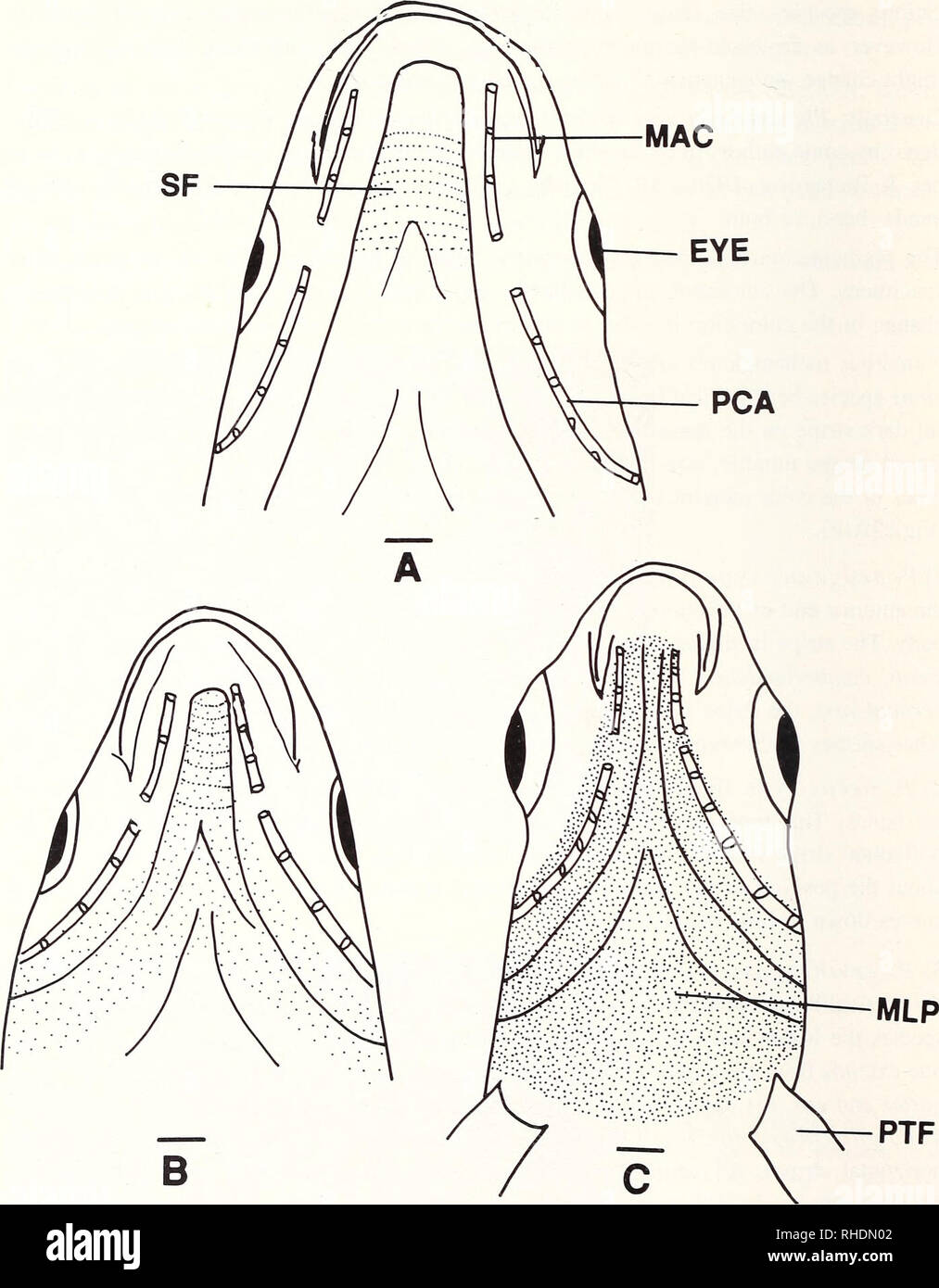 . Bonner zoologische Monographien. Zoologia. 58 una striscia orizzontale è presente sul corpo laterale nel outgroups. A tutti i membri dell'ingroup, non importa quale modello di pigmentazione una specie potrebbe recare negli adulti, giovani esemplari (o larve) sempre recare una striscia orizzontale di pari larghezza lungo la lunghezza del corpo laterale (Fig.22C, E). La dorsale striscia orizzontale (se presente) appare più tardi su-. La Fig.28: Profili di vista ventrale della testa, che mostra la distribuzione di melanophores. A: Phoxinus neo- gaeus [CA (SU) 09835, 59,5 mm SL]; B: P. phoxinus (KU 22860, 57,2 mm SL): C: P. oreas (KU 22257, 42 Foto Stock