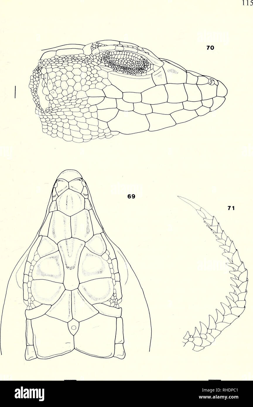 . Bonner zoologische Monographien. Zoologia. Figg. 69-71. A. scutellatus scutellatus. Natron Valley, Egitto. BM 1903.5.28.20-9.. Si prega di notare che queste immagini vengono estratte dalla pagina sottoposta a scansione di immagini che possono essere state migliorate digitalmente per la leggibilità - Colorazione e aspetto di queste illustrazioni potrebbero non perfettamente assomigliano al lavoro originale. Bonn, Zoologisches Forschungsinstitut und Museum Alexander Koenig Foto Stock