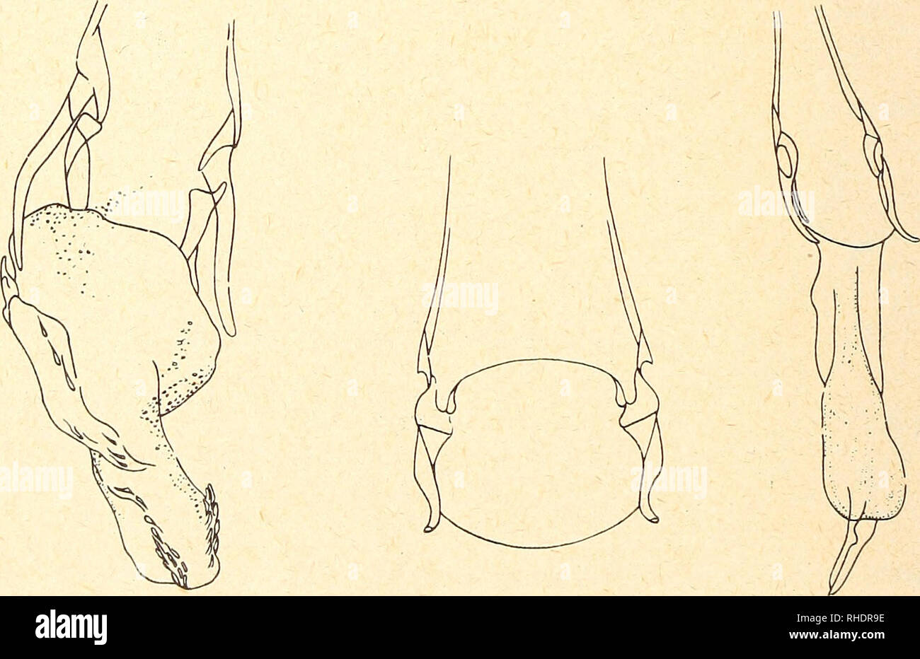 . Bonner zoologische Beiträge : Herausgeber: Zoologisches Forschungsinstitut und Museum Alexander Koenig, Bonn. Biologia; Zoologia. 204 G. Timmermann Bonn, Zool. Beitr. 20. Austromenopon transversum (Denny), 1842 (abb. 15 u. 16) Kennwirt: Rissa tridactyla Exempl. von Rissa tridactyla (Typus Menopon transversum Denny) masse Kopfbreite Kopflänge Gesamtlänge 9 0,67 0,36 1,84 Exempl. von Larus ridibundus masse Kopfbreite Kopflänge Gesamtlänge s 0,52 0,27 1,57 0,63 0,32 2,16 Hierher auch die Populationen von canus Larus argentatus,,, hyperboreus leutophthalmus, ridibundus, Stercorarius parasiticus und Foto Stock