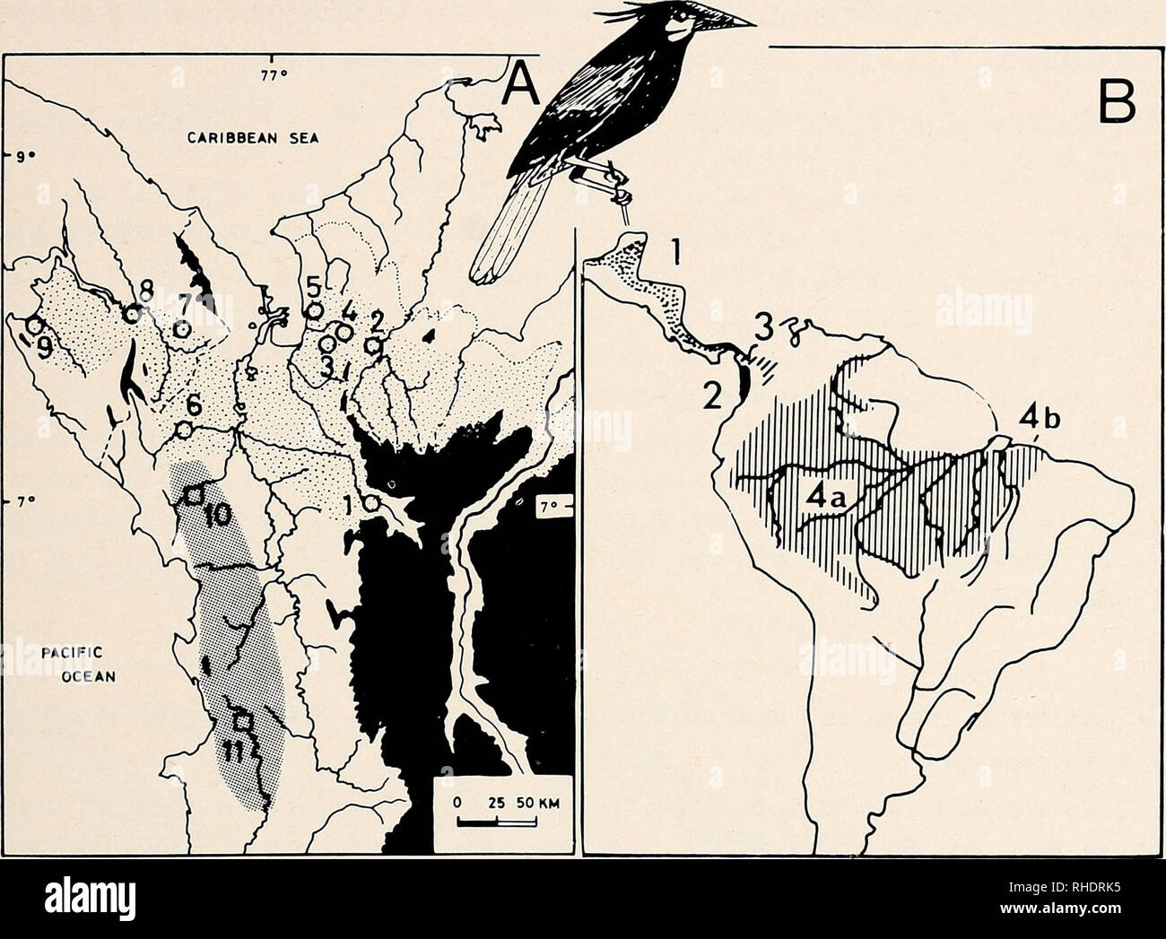 . Bonner zoologische Monographien. Zoologia. 155. Fig. 47: Distribuzione dei grandi oropendolas, Psarocolius bifasciatus superspecies. Spiegazione: una distribuzione di P. guatimozinus e P. Cassini nel nordovest della Colombia e Panama più orientale. Zona puntinata e circoli aperti - P. guatimo- zinus. 1 Alto Bonito; 2 Rio Nain; 3 Vijagual; 4 superiore Currulao Rio; 5 Turbo; 6 Rio Salaqui (hybrid campione); 7 Tapalisa e Pucro; 8 El Real; 9 Rio Sambü. Area ombreggiata e quadri aperti - P. Cassini. 10 Rio Truandö. 11 Rio Baudö. Le due specie aie simile nella colorazione, P. Cassini aventi fianchi di castagno e Foto Stock