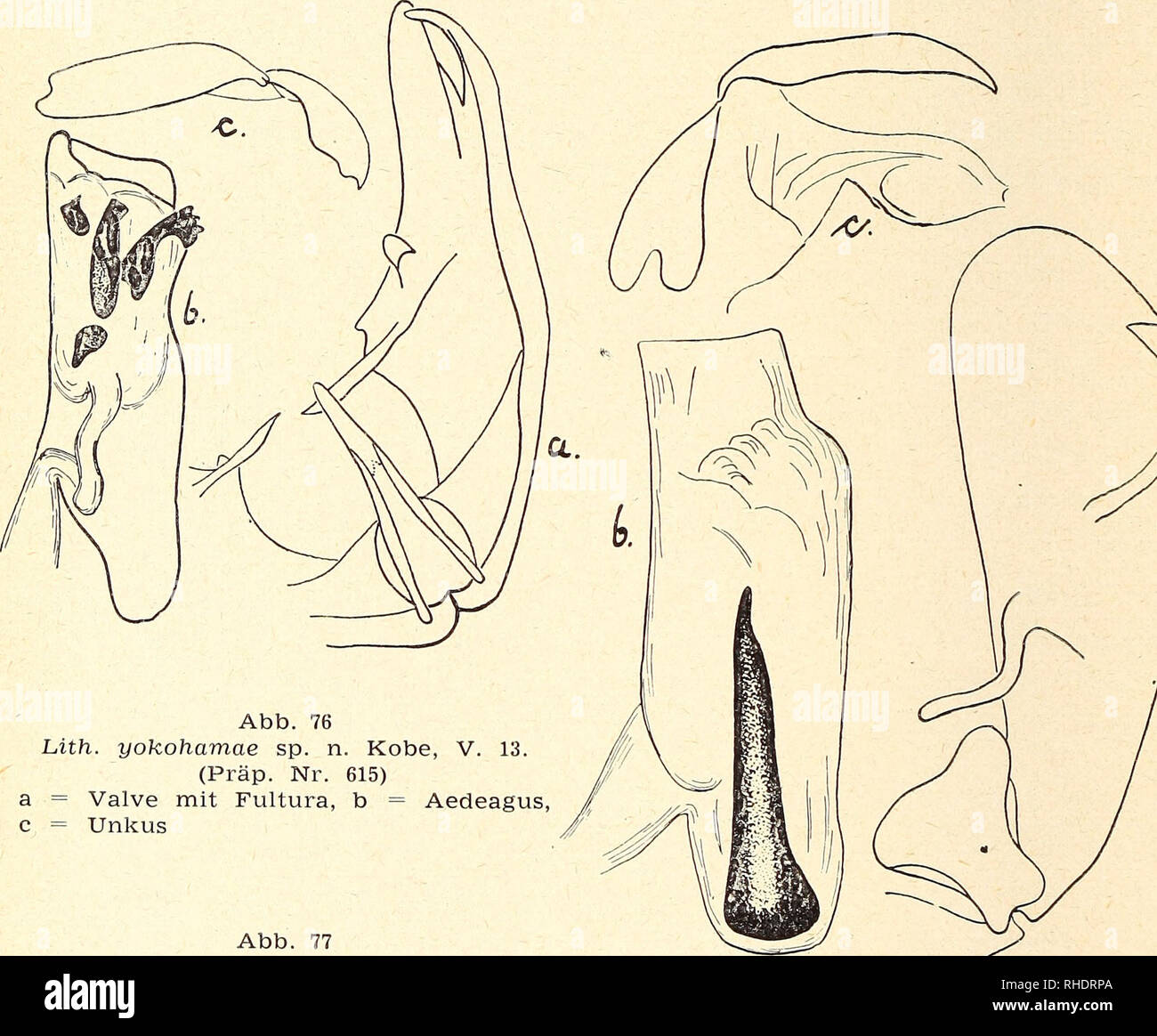 . Bonner zoologische Beiträge : Herausgeber: Zoologisches Forschungsinstitut und Museum Alexander Koenig, Bonn. Biologia; Zoologia. 120 F. Daniel Bonn, Zool. Beitr, 241. Lithosia costipuncta balumina. Sanguisuga, Entom. 23 p. 82 (1890). - Hampson, Cat. Lep. Phal. B. M. 2 p. 157, t. 22, f. 19 (1900). - Seitz II p. 67s t. 12 1 (1910). - Draeseke, Iris 40 p. 50 (1926). Chekiang: West-Tien-Mu-Shan, 1600 m, 28. IV. 32 (1 $). Süd Shensi: Tapaishan Tsinling im, 1700 m, 8. VII. 36 (1 S). Hunan: Hoeng Shan, 900 m, 20. IV. 33 (1 $). Alle coli. Höne. Fukien: Kuatun, 2300 m, 30. IV.-4. VI. 38 (in Anzahl). Klapperic Foto Stock