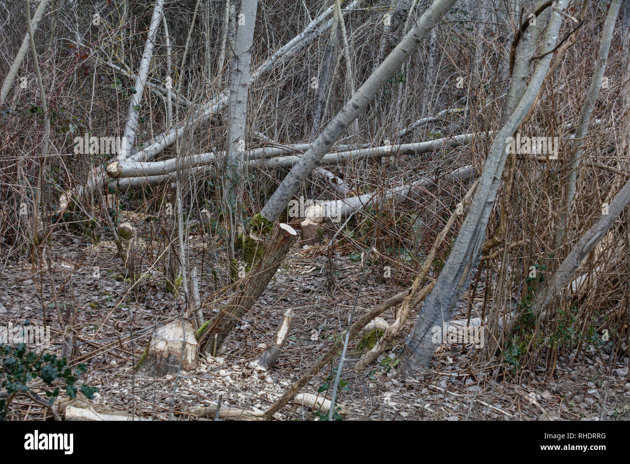 Beaver alberi danneggiati a Vancouver BC Canada Foto Stock