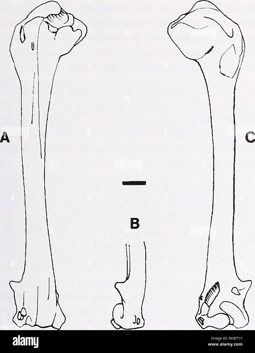 . Bonner zoologische Beiträge : Herausgeber: Zoologisches Forschungsinstitut und Museum Alexander Koenig, Bonn. Biologia; Zoologia. Peter Ballmann: Calidridinae fossile da Nördlinger Ries III. Fig. 6: omero di sinistra di Mirolia dubia nov. spec, caudale (A), dorsale (B) e craniale (C) opinioni. Scala 2 mm. Funzione n. 3 nella Fig. 8 distingue la mandibola dal Tringinae (Actifis, Tringa, Cataplrophoriis), mentre la prima e la seconda caratteristica sono simili a Tryngites. Il processo è più lungo rispetto a Philomachus e più corta in Calidris e Limicola. La questione se M? È mascalidris conge Foto Stock