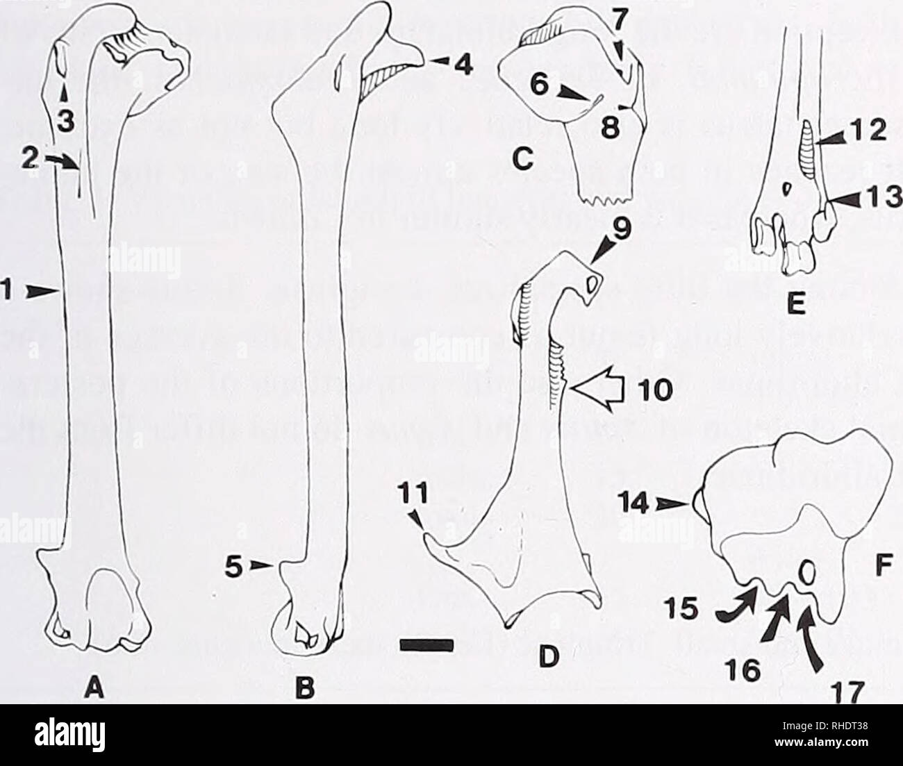 . Bonner zoologische Beiträge : Herausgeber: Zoologisches Forschungsinstitut und Museum Alexander Koenig, Bonn. Biologia; Zoologia. Peter Ballmann: Calidridinae fossile da Nördlinger Ries 105 Osteológica! Caratteri della testa del Calidridinae sono molto più cospicua e hanno notato quanto più indietro LoWE (1915), ad esempio il breve spatulate leggermente la punta del bill coperta da un grande numero di piccoli alveoli.. Fig. 3: Diversi osteológica! Caratteristiche dell'Calidridinae mostrato su elementi slieleton di Mirolia brevirostrata nov. gen. nov. spec. Scala 2 mm, F non in scala. Un Omero, caudale, visualizzazione:l) shaf Foto Stock