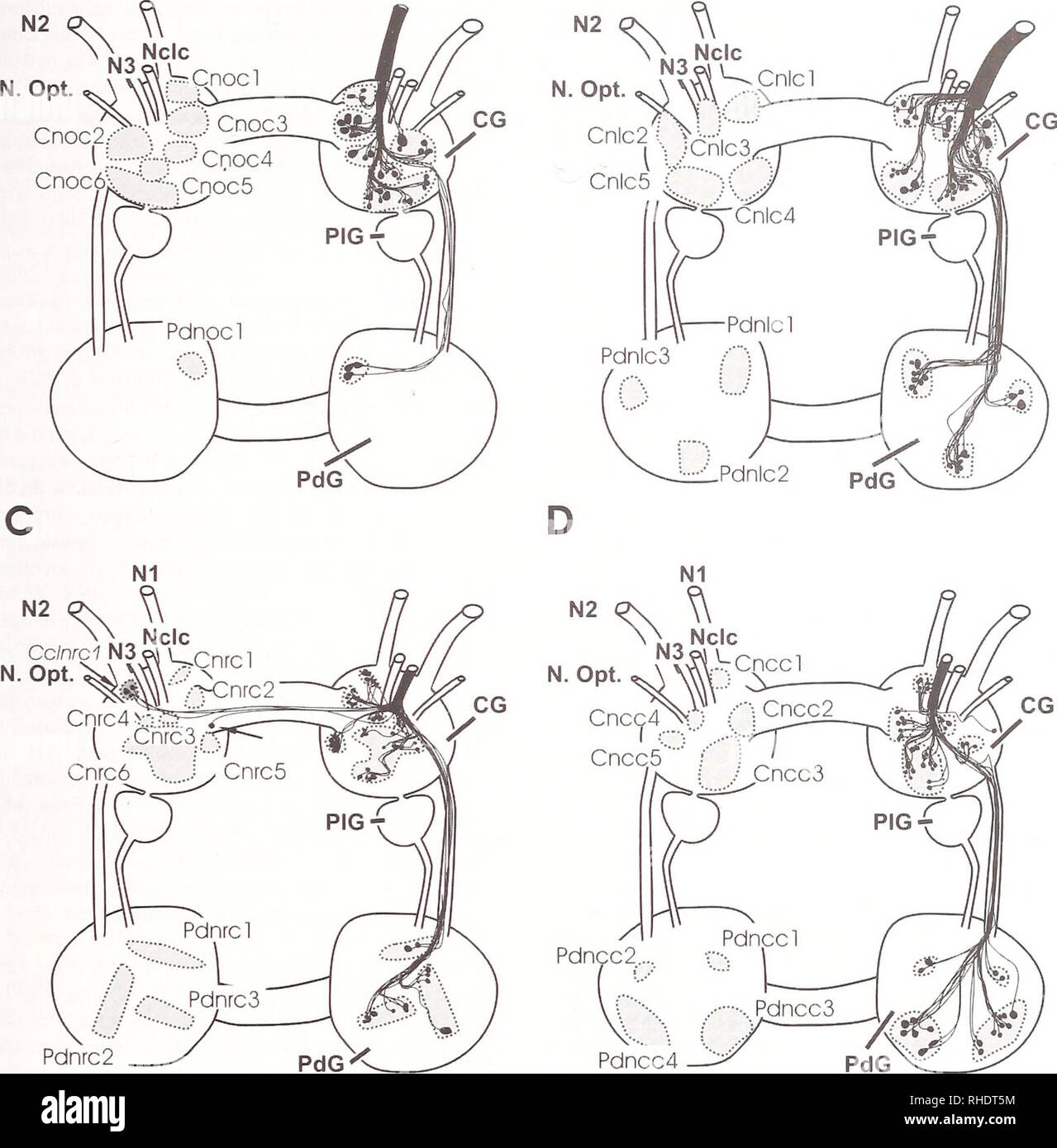 . Bonner zoologische Beiträge : Herausgeber: Zoologisches Forschungsinstitut und Museum Alexander Koenig, Bonn. Biologia; Zoologia. Bonner zoologische Beiträge 55 (2006) 315 A B NI NI. Fig. 3. Vista schematica di profilo i cluster cellulari fornendo il Nl (A), N2 (B), N3 (C) e Nclc (D) oí Acteon tornatilis. La dimensione e la posizione del somata era digitalizzato da una fotocamera kicida disegno, la distribuzione degli assoni sono mediati da tutti replica- tes. Nl Nervus oralis, N2 Nervus labialis, N3 Nervus rhinophoralis, Nclc Nervus clypei capitis, N. opt. Nervus opticus, CG cere- gangli bral, RhG rhinophoral Foto Stock