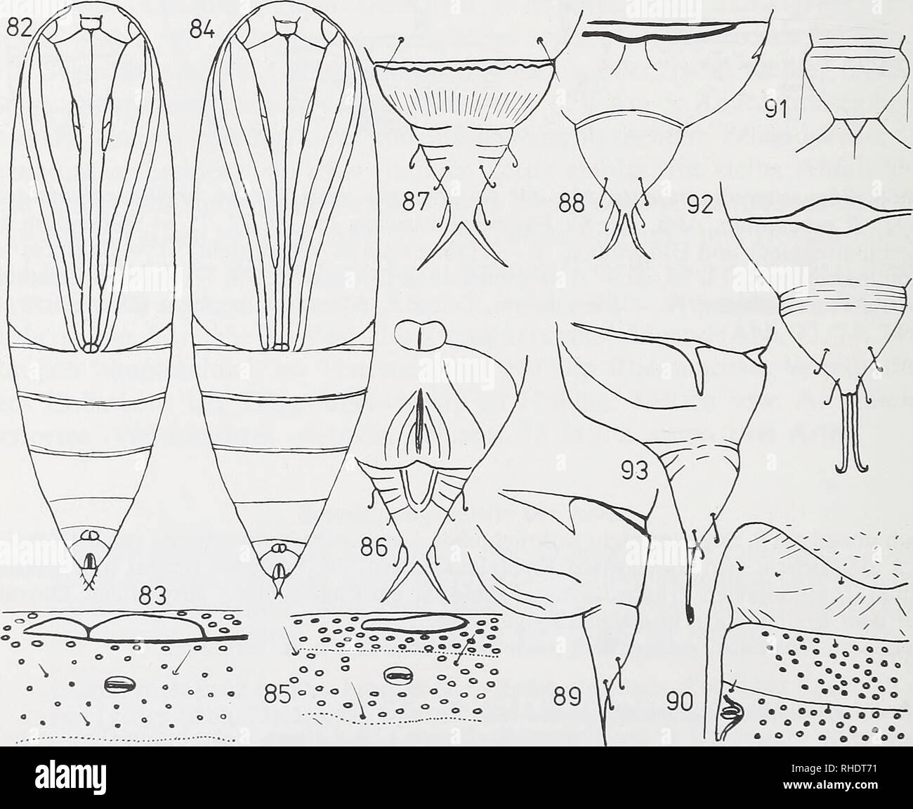 . Bonner zoologische Beiträge : Herausgeber: Zoologisches Forschungsinstitut und Museum Alexander Koenig, Bonn. Biologia; Zoologia. 244 J. Patocka Gattung Philereme Hübner, 1825 bis Mittelgroße größere Puppen. Punktgrübchen nur am 5.-7. Abdominalsegment. Laterali Quervertiefung an der base des 5. Abdominalsegmentes einfach oder dop- pelt, nicht in mehrere Zellen eingeteilt, ihr Frontalrand nicht gezähnelt (abb. 83, 85). Labrum mit fast parallelen Seiten, Am Ende abgerundet. Labium mittelgroß (abb. 78). Borste D2 am 9. Abdominalsegment kräftig, die übrigen nicht sichtbar (abb. 80, 87). Kremaster Foto Stock