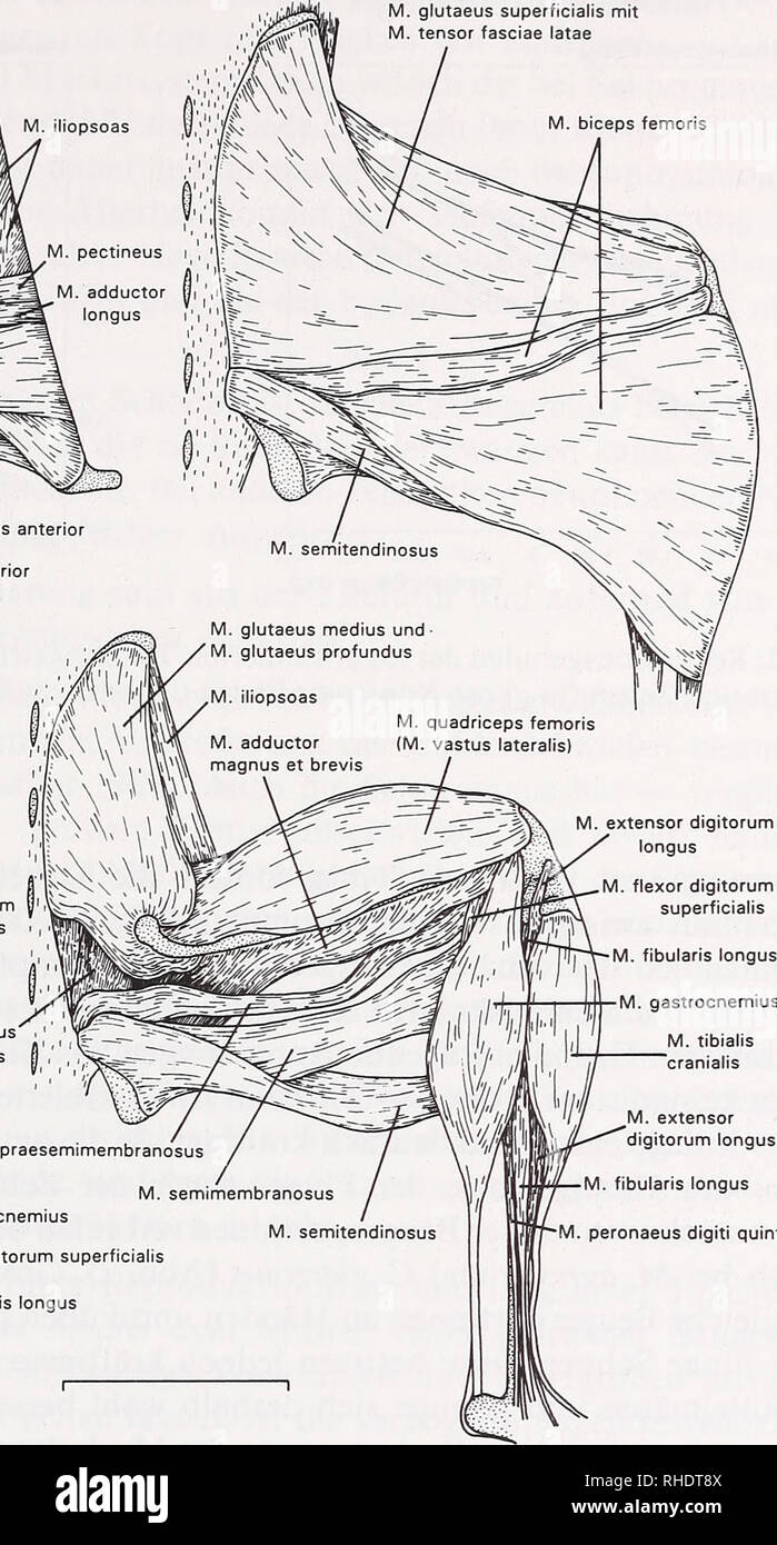 . Bonner zoologische Beiträge : Herausgeber: Zoologisches Forschungsinstitut und Museum Alexander Koenig, Bonn. Biologia; Zoologia. M. flessore digitorum longus. M. flessore digitorum superficialis M. quadratus femoris ^ M. flessore gastrocnemio digitorum superficialis M. flessori hallucis longus M. gastrocnemio M. tibiale cranialis M. estensore digitorum longus M. fibularis longus M. peronaeus digiti quinti Tafel 2: Die Muskeln der rechten Hinterextremität von Chionomys nivalis. Oben links: mediale Ansicht des Oberschenkels; oben rechts: laterale Ansicht des Oberschenkels; unten rechts: late- rale un Foto Stock