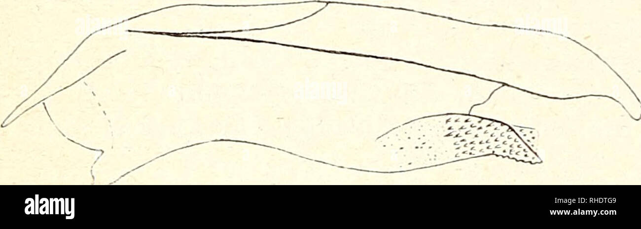 . Bonner zoologische Beiträge : Herausgeber: Zoologisches Forschungsinstitut und Museum Alexander Koenig, Bonn. Biologia; Zoologia. 312 F. Daniel Bonn. ; Zool. Beitr. Mit Milt. tsinlingi sp. n. verwandt, aber abgesehen von der Saumpunkt- reihe des VfL zeichnungslos. Es liegen 2 stark abweichende Rassen vor. Typenrasse von Batang und A-tun-tse (nur 6 bekannt): Spannweite 23-27 mm, ziemlich breitflügelig, außerordentlich zart gebaut. Palpen gelb und graulich; Füße dunkel; Fühler inferno, doppelt gekämmt; Kopf und rötlich torace e addome graurot, Endsegment heller. VfL zart, Stark hyalin grau, Adern u Foto Stock