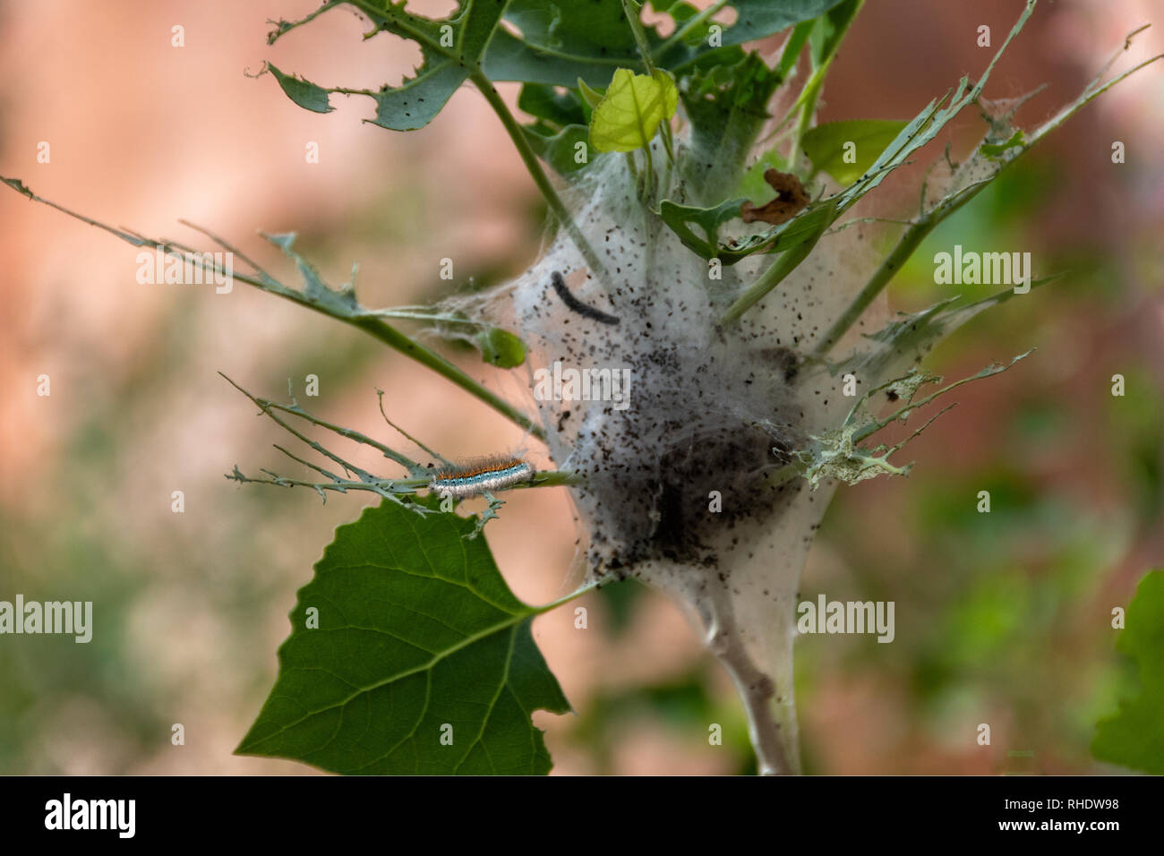 La caduta webworm (Hyphantria cunea) è una falena nella famiglia Erebidae noto soprattutto per il suo stadio larvale, che crea la caratteristica palmati n Foto Stock