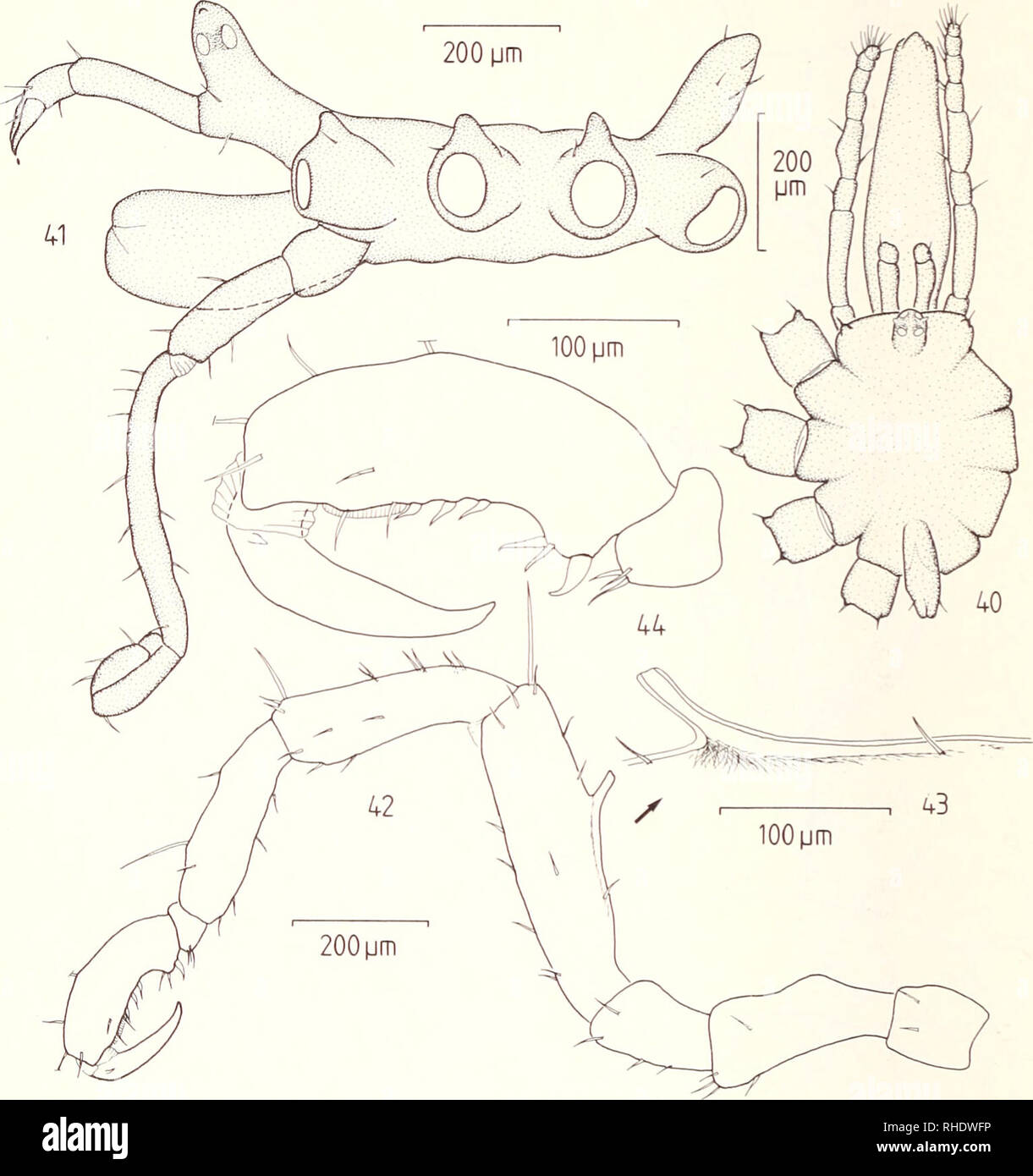 . Bonner zoologische Beiträge : Herausgeber: Zoologisches Forschungsinstitut und Museum Alexander Koenig, Bonn. Biologia; Zoologia. 136 H.-G. Müller. Fig. 40: Achelia sawayai Marcus, 1940: 9, vista dorsale. Figg. 41-44: Anoplodactylus erectus Cole, 1904, er: 41) vista laterale; 42) terza gamba; 43) cemento premistoppa; 44) tarso e propodus.. Si prega di notare che queste immagini vengono estratte dalla pagina sottoposta a scansione di immagini che possono essere state migliorate digitalmente per la leggibilità - Colorazione e aspetto di queste illustrazioni potrebbero non perfettamente assomigliano al lavoro originale. Zoologisches Forschungsinstitut und Museum Alexan Foto Stock