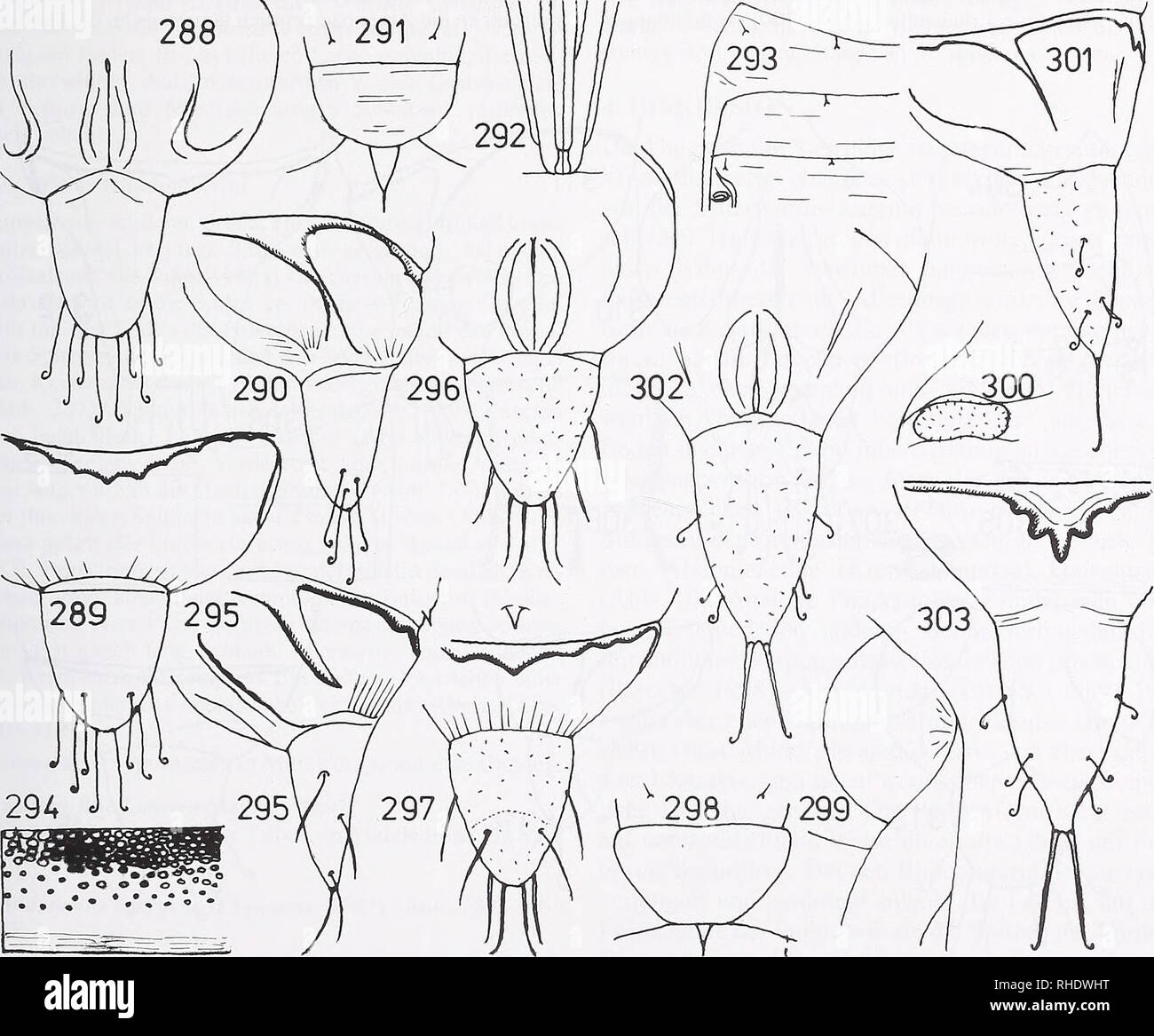 . Bonner zoologische Beiträge : Herausgeber: Zoologisches Forschungsinstitut und Museum Alexander Koenig, Bonn. Biologia; Zoologia. Jan PatoCka: Die Puppen der chiave (Lepidoptera, Geometridae) Mitteleuropas 293 Frontalteil im dieser Segmente deutlicher und dichter bor- sten deutlich, außer am 9. Segmento, am 8. Segmento nur D2 deutlicher. Labrum trapezförmig breit, Labium winzig, kaum erkennbar. Sonst morphologisch /. aversata ähnlich. Metanotum mit spitzeren Frontallappen. Mittlerer Ausläu- fer der Dorsalrinne länger und Spitzer. 10. Tratto dorsale im nur längs Kaudalteil gerunzelt. Kremaster d Foto Stock