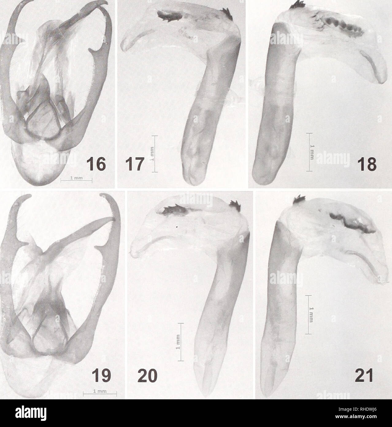 . Bonner zoologische Beiträge : Herausgeber: Zoologisches Forschungsinstitut und Museum Alexander Koenig, Bonn. Biologia; Zoologia. 116 Vladimir V. Duííatolov &AMP; Jeremy D. Holloway: una nuova specie di Creatonotos transiens-gruppo da Sulawesi. Figg Í6-21. Genitali maschili di Creatonotos. 16-18. C. /. vacillans. Hong Kong Kan Sui Chan, 31.XII 2005, J. Lee gamba. 19-21. C. /. vacillan.s, Thailandia, Provincia di Chanthaburi, Khao-Khitchakut National Park, dalla luce a sorgenti, 6.1 2006, O. E. Kosterin gamba. 16, 19. Vista generale. 17, 20. Aedeagus, lato sinistro. 18, 21. Aedeagus, lato destro. C. /. alhiini Foto Stock