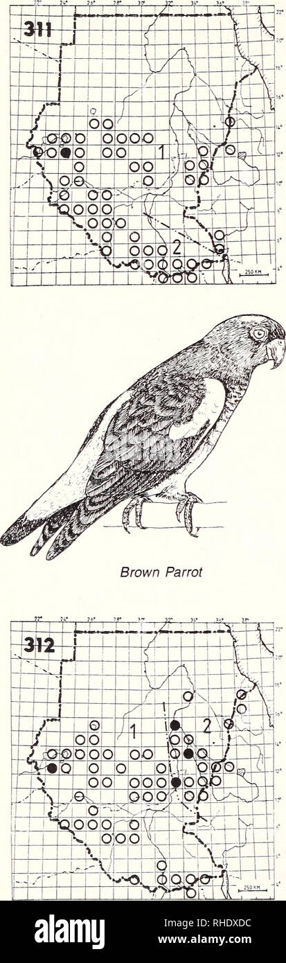 . Bonner zoologische Monographien. Zoologia. 108. 310 Niam Niam Parrot (446) Nessuna mappa Poicephalus crasso R NBR foreste rare Commento: solo alcuni record dall'area di Yambio 4/28 (Woodman 1938). Poco noto 311 Brown Parrot (449) Poicephalus meyeri ) P. m. meyeri R BR 10-12 abbastanza comune boschi di acacia e di savana ad albero 2) P m. saturatus R NBR abbastanza comune meglio savana boscosa Commento: non è chiaro se Bahr el Ghazal uccelli sono nominare o saturatus 312 Rose-inanellati Parrakeet (450) Psittacula krameri 1) P k. krameri R BR 8-11 abbastanza comune in Nord, più a livello locale nel sud di qualsiasi tipo o Foto Stock