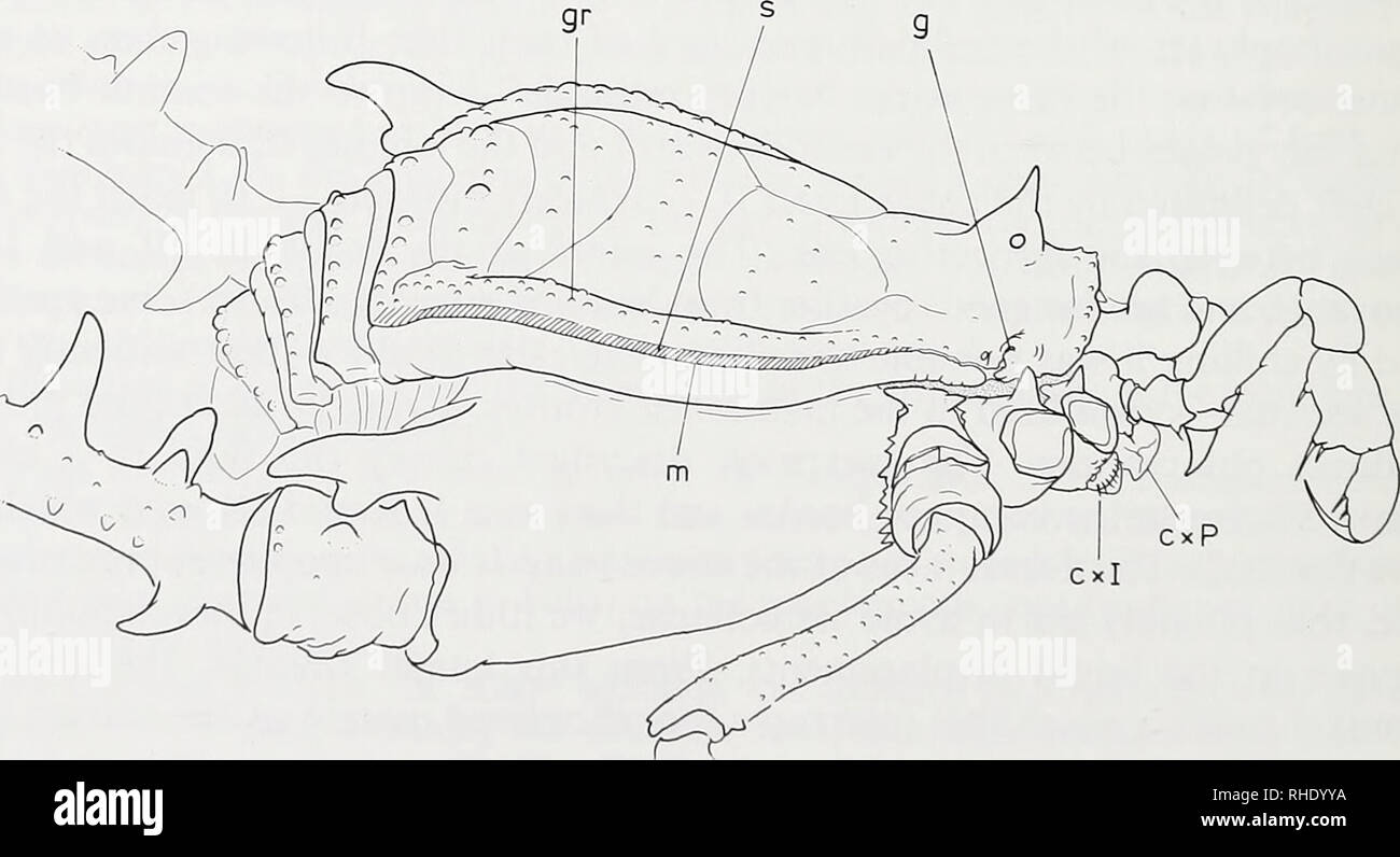 . Bonner zoologische Beiträge : Herausgeber: Zoologisches Forschungsinstitut und Museum Alexander Koenig, Bonn. Biologia; Zoologia. Fig. 1: la morfologia della regione della bocca e strutture associate di Pachyloidellus Golia, vista ventrale. cxP sono in grado: coxapophyses del pedipalps, cxI: coxapophyses della prima coppia di gambe, 1: canale tra il pedipalps e la prima coppia di gambe coxae, 2: canale tra le coxae delle gambe I e II, H: labium.. Fig. 2: Maschio oí Pachyloidellus Golia, vista laterale, gr: granuli, s: gola laterale del scutum (il tratteggio indica lo spostamento di fluido), m: scutum ma Foto Stock