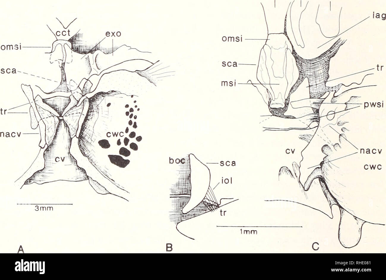 . Bonner zoologische Monographien. Zoologia. 102 specie diplomystid mostrano differenze nella forma del opercle (confrontare Fig. 6B, 16 &AMP; 25D), e specie trichomycterid mostrano una elevata opercle modificato che non è triangolare a tutti (Arratia 1983: Fig. 5, Arratia &AMP; Menu Marque 1984: Fig. 9). Apparecchiatura Weberian: vi sono differenze importanti nei Weberian apparecchiatura di siluroids, come ad esempio il numero e la posizione delle Weberian ossicoli. In diplomystids come in diversi siluroids, il Weberian ossicoli sono posti posteriore al cranio ed esternamente alla sezione anteriore centra e il gasb Foto Stock