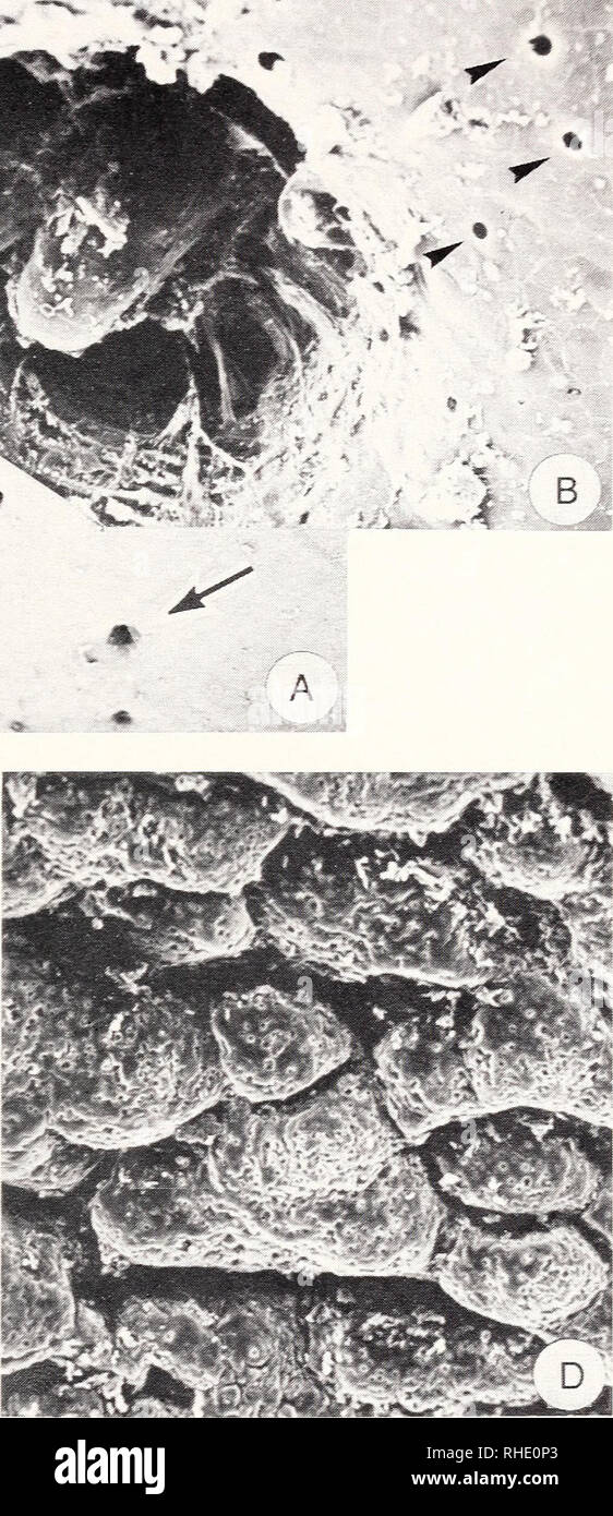 . Bonner zoologische Monographien. Zoologia. 47 ^ 1. Si prega di notare che queste immagini vengono estratte dalla pagina sottoposta a scansione di immagini che possono essere state migliorate digitalmente per la leggibilità - Colorazione e aspetto di queste illustrazioni potrebbero non perfettamente assomigliano al lavoro originale. Bonn, Zoologisches Forschungsinstitut und Museum Alexander Koenig Foto Stock