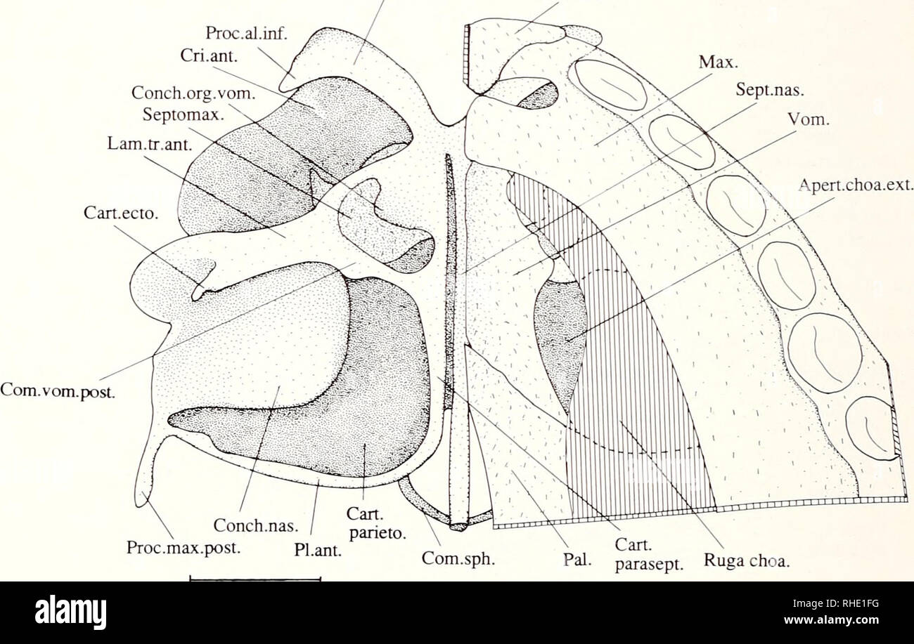 . Bonner zoologische Monographien. Zoologia. Abb.17: Brachylophus fasciatiis KL. 18,6 mm. Ventralansicht der knorpeligen Nasenkapsel mit Septomaxillare. Rechts sind zusätzlich die Deckknochen dargestellt. Maßstab 1 mm Cup.NAS. Praemax.. Abb.18: üromastyx acanthiniinis KL. 17,0 mm. Ventralansicht der knorpeligen Nasenkapsel mit Septomaxillare. Rechts sind zusätzlich die Deckknochen dargestellt. Maßstab 1 mm. Si prega di notare che queste immagini vengono estratte dalla pagina sottoposta a scansione di immagini che possono essere state migliorate digitalmente per la leggibilità - Colorazione e aspetto di queste illustrazioni potrebbero non perfectl Foto Stock