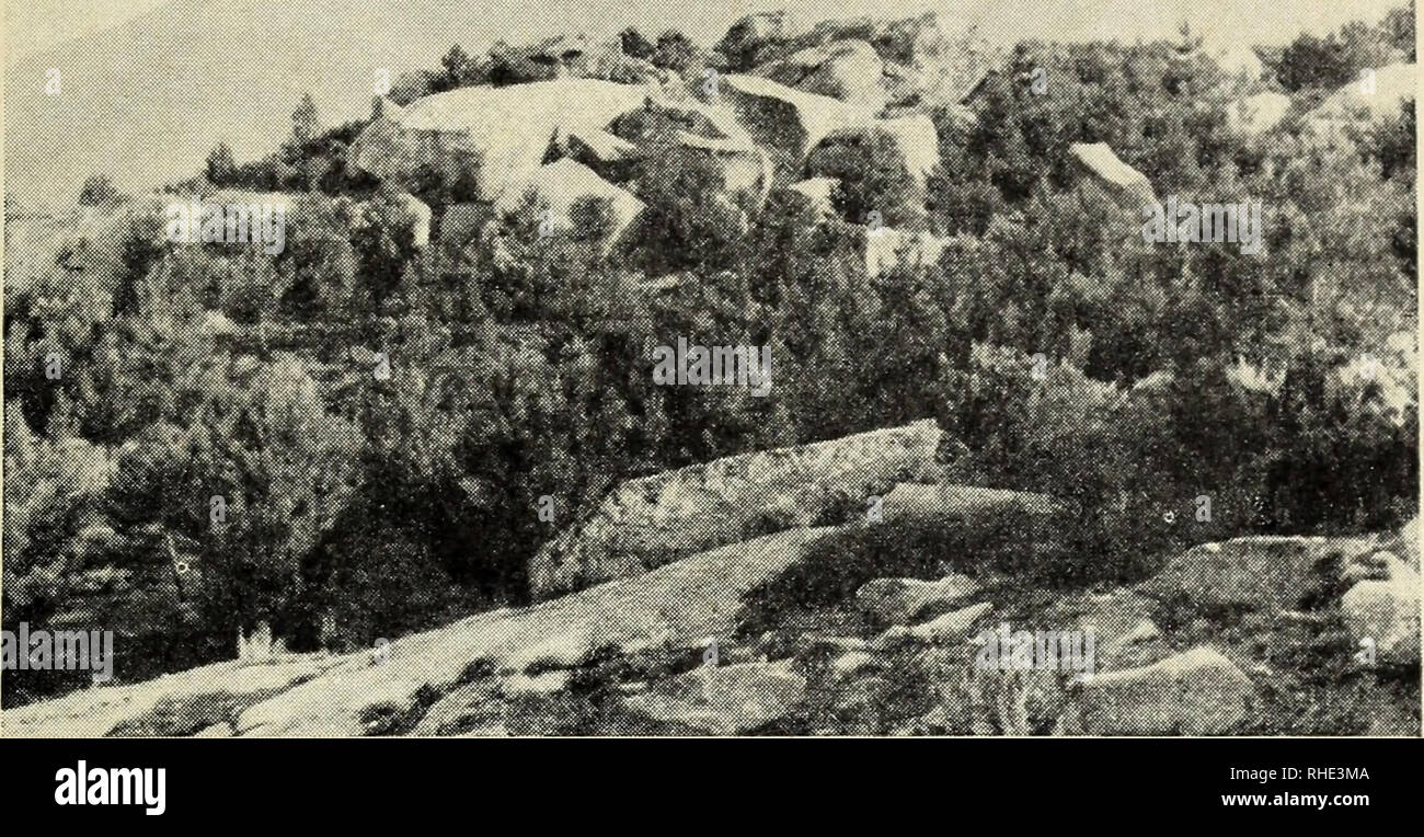 . Bonner zoologische Beiträge : Herausgeber: Zoologisches Forschungsinstitut und Museum Alexander Koenig, Bonn. Biologia; Zoologia. Heft 3 4 18/1967 Brutvögel Elbas 309. Abb. 2. Macchia; im Hintergrund Mt. Capanne. Biotop von Provencegrasmücke (Sylvia undata), Sardengrasmücke (Sylvia sarda), Weißbartgrasmücke (Silvia può- tillans), Samtkopfgrasmücke (Sylvia melanocephala), Zitronengirlitz (Serinus citri- nella). Für eine für den Vogelzug così günstig gelegene Insel Elba Wie die Liste der in meiner Veröffentlichung (Trettau 1964) bereits aufgeführten Durchzügler zu verlängern, würde den Rahmen muore Foto Stock