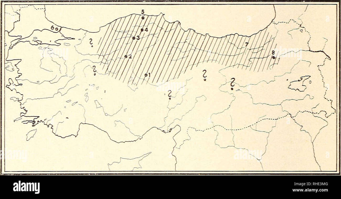 . Bonner zoologische¤BeitrÃ ge : Herausgeber: Zoologisches Forschungsinstitut und Museum Alexander Koenig, Bonn. Biologia; Zoologia. 48 H. Kumerloeve Bonn, Zool. Beitr. sowie im Ãbergangsgebiet von Steppen- und Waldzone, bei Kastamonu und auch bei Inebolu, Wadley spricht von "residente e abbastanza generale" im Bereich des Hochplateaus. Auch am Coruh und bei Erzurum wurde er essere- obachtet. MÃ¶glicherweise fehlt er geeigneten Ortes allen anatolischen jenen Gebieten nicht, die dem Mittelmeer und seinem EinfluÃ abgewandt sind. 1 c di Ankara vom 24. Aprile wurde mit Vorbehalt zu trans caucas mi cus Foto Stock