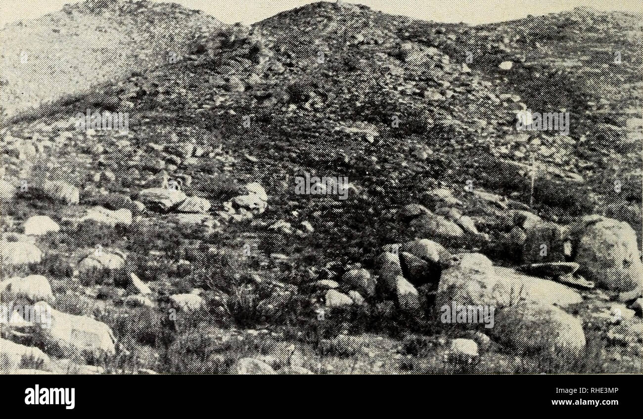 . Bonner zoologische Beiträge : Herausgeber: Zoologisches Forschungsinstitut und Museum Alexander Koenig, Bonn. Biologia; Zoologia. 308 Bonn, Zool. Beitr. Aus der Ornithologischen Abteilung des Zoologischen Forschungsinstitutes und Musei Alexander Koenig, Bonn Weiteres über die Brutvögel der Insel Elba Von WALDEMAR TRETTAU und HANS EDMUND WOLTERS Zur Ergänzung , Unserer Beobachtungen in den Jahren 1963 und 1964 und um materiale weiteres über die Rassenzugehörigkeit der Brutvögel auf Elba zu sammeln, weilten meine Frau und ich (W. T.) in der Zeit vom 22. 4. bis 29. 5. 1965 und vom 22. 4. bis 21. Foto Stock