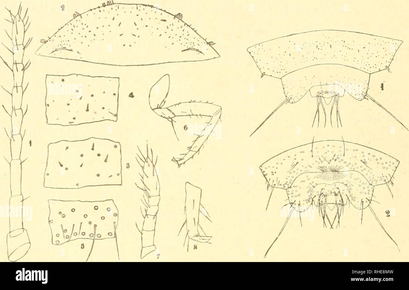 . Bollettino del Laboratorio di zoologia generale e agraria della R. Scuola superiore d'agricoltura a Portici. Zoologia; zoologia, economico; Entomologia. 250 di alcuni brevi peli ghiandolari e di alcuni brevissimi e sottili peli sparsi puro; inoltre il dorso degli ultimi tre segmenti addo- minali, le calzature dorso-laterali dei due precedenti, i lati e le parti ventrali-laterali del corpo fino al 7.Â° segmento addominale com- preso, sono forniti di numerosi sbocchi minutissimi semplici di ghiandole ciripare composte che annone onu tubulo cilindrico co- mune prima del discoteca superficiale ; dalla parte Foto Stock