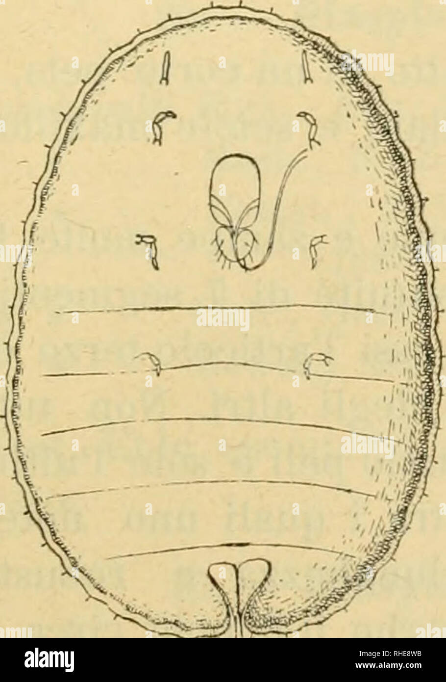 . Bollettino del Laboratorio di zoologia generale e agraria della R. Scuola superiore d'agricoltura a Portici. Zoologia; zoologia, economico; Entomologia. - 181 - dimenticare che il generi C)-ìjpteu fu istituito particolarmente per una specie australiana la quale presenta qualche carattere che la avvicina alle specie del genere Tachaì-dia, cocciniglie particolari si pu ò terribili della regione australiana e di cui noi non annoveriamo alcuna specie ; di più le femmine adulte delle specie del genere Cryptes presentano otto segmenti alle antenne, mentre quelle della specie suindicata non ne annone che sei Foto Stock