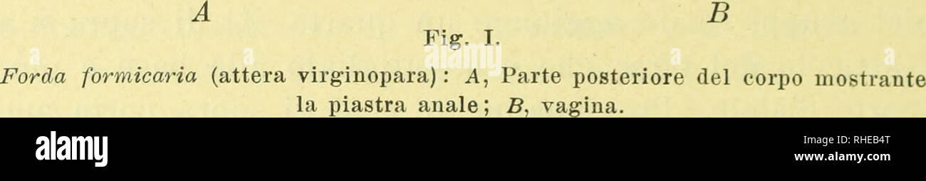 . Bollettino del Laboratorio di Zoologia Generale e Agraria. Entomologia. . Si prega di notare che queste immagini vengono estratte dalla pagina sottoposta a scansione di immagini che possono essere state migliorate digitalmente per la leggibilità - Colorazione e aspetto di queste illustrazioni potrebbero non perfettamente assomigliano al lavoro originale. Napoli. Universita?. Facolta? Di Scienze Agrarie, Portici. Laboratorio di Zoologia Generale e Agraria. Portici Foto Stock