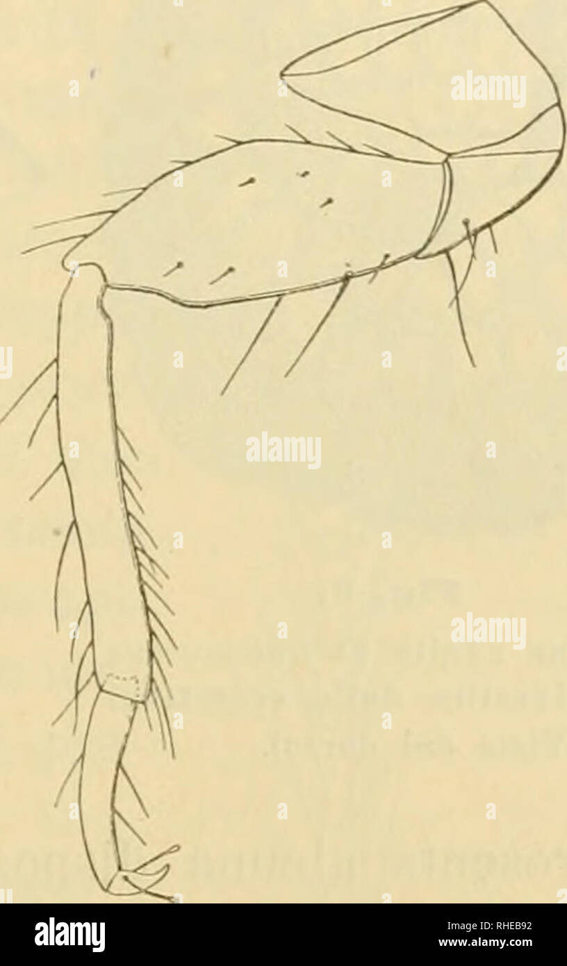 . Bollettino del Laboratorio di zoologia generale e agraria della R. Scuola superiore d'agricoltura a Portici. Zoologia; zoologia, economico; Entomologia. Fig. 7. Antenna di femmina adnl ta di Palcucoccus piilche"". Fig. S. Zampa del III paio di femmina adulta di Paleococcus pulcher. Impostata su dirò subito che essa si presenta al dorso sotto forma di tanti i glomeruli distinti si, ma con disposizione tutt' aftatto caratteristica per modo che il loro parque insieme presenta onu elegante disegno. Le parti principali di cosi fatto ornamento sono costituite primo da 8 serie di glomeruli di situare al centro del dorso Foto Stock