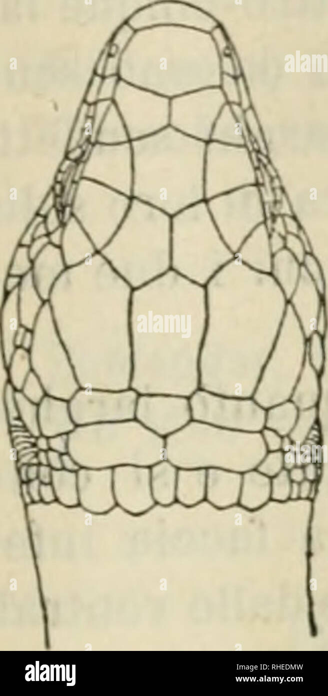 . Bollettino dei Musei di Zoologia ed Anatomia comparata della R. Università di Torino. Zoologia. 1^06 - 3 - li. Ainelva iindtilata, WÃ¬egm. Boulenger, Cat. di lucertole, voi. II, p. 437. Parecchi esemplari della punta Sabana e delle foreste della laguna della Pita. Nei maschi e, in grado minore, anche nelle femmine, si os- serra sui iati causa delia coda una serie longitudinale di scaglie, la cui carena, pronunciatissima e rilevata si termina in una punta soventi ri- curva lateralmente ed in avanti. Questa dentellatura Ã¨ piÃ¹ sviluppata verso la base della coda e va perdendosi, diminuendo gradata Foto Stock