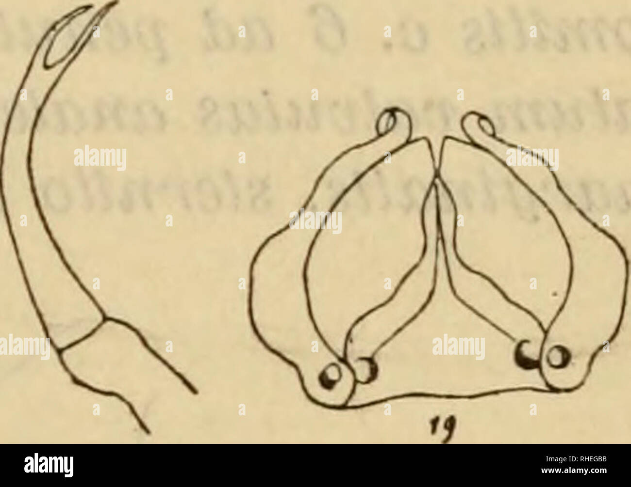 . Bollettino dei Musei di Zoologia ed Anatomia comparata della R. Università di Torino. Zoologia. - 9 - panorama che si vede vix non superans. Somitum anale valvulis com})ressis, non mar- ginatis; sternilo magno, rotundato. Piedi longi, soleis nuUis, setis i,1,1,1,1,3. Piedi parhim 1 5 articuUs infra aliquantwn tardi nodu- losis r&GT;yoducti, piedi parium 3 4 articulo piHmo processa lato, parvo. Organwn copulativum (Fig. 17) lamina antica trianpulori apice meno acuto, pa?ie inte)'na (Fig. 18) apice processibics duobus, quorum alter stilifo7^mis longior parum, alte)- apice lato medio inciso, apice interne stilo Foto Stock