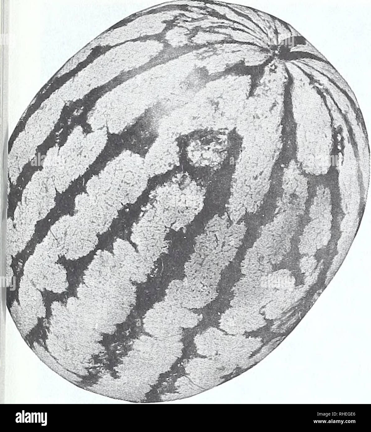 . Bolgiano della primavera 1969. Vivai (orticoltura) cataloghi; lampadine (piante) cataloghi; semi cataloghi; Verdure cataloghi; attrezzature da giardinaggio e i cataloghi dei materiali di consumo. Guardare attraverso questo libro e di provare alcuni dei forestieri cocomero, continua 313. Wondermelon o dolce Kleckley migliorata. (85 giorni). Grandi, verde scuro, oblunga, frutta in media da 30 a 40 libbre. Ricca di carne rossa, di buon sapore e consistenza media. Seme bianco. Pkt. 20c.; oz. 50C.; i4lb. S1.25, postpagato. 258. Dolce principessa. (85 giorni.) Frutti di medie e grandi dimensioni in media 25 sterline. La crosta è luce grigio-verde più scuro con venature di colore verde. Molto simi Foto Stock