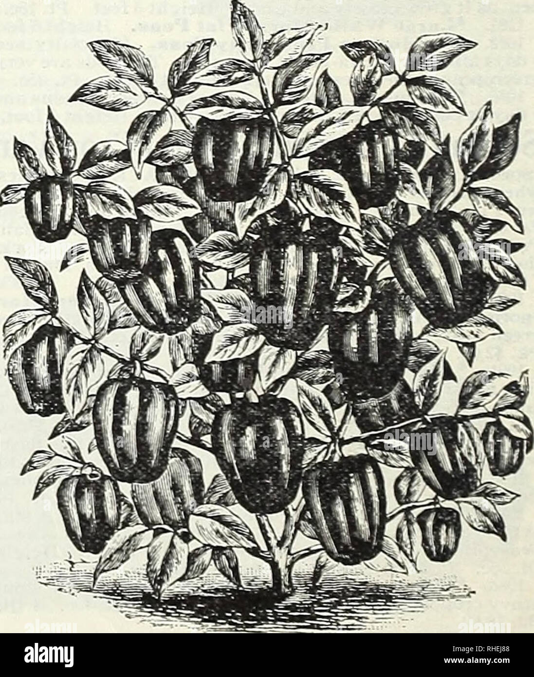 . Bolgiano "benessere" pomodoro. Semi Maryland Baltimore cataloghi; Verdure Maryland Baltimore cataloghi; fiori Maryland Baltimore cataloghi; frutta Maryland Baltimore cataloghi; erbe Maryland Baltimore cataloghi; GIARDINAGGIO Maryland Baltimore le attrezzature e le forniture dei cataloghi; Vivai (orticoltura) Maryland Baltimore cataloghi. Bolgiano la prosperità di patate. buona Rose Bolgiano il famoso la prosperità di patate. (Specialità, vedere pagina 24.) produce colture fini di anche, fine liscia, patate grandi, sotto i più onu- circostanze favorevoli. La carne è bianca come la neve e i cuochi a secco e farinoso Foto Stock