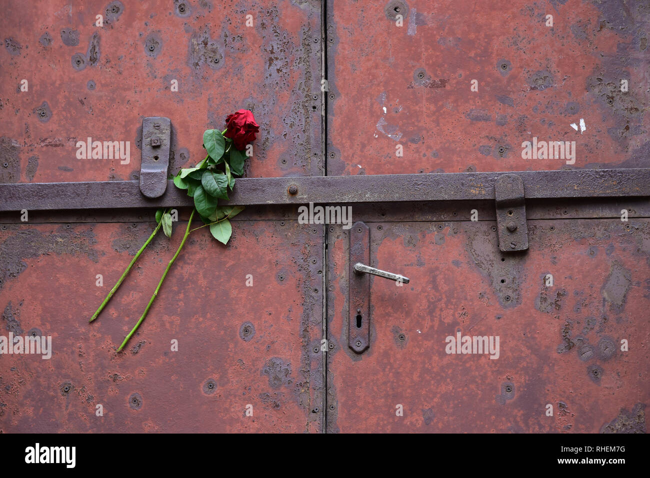 Un omaggio di rose sulle porte di 'blocco 10', utilizzati per la sperimentazione di prigioniero da medici tedeschi, campo di concentramento di Auschwitz, la Polonia, l'Europa. Foto Stock