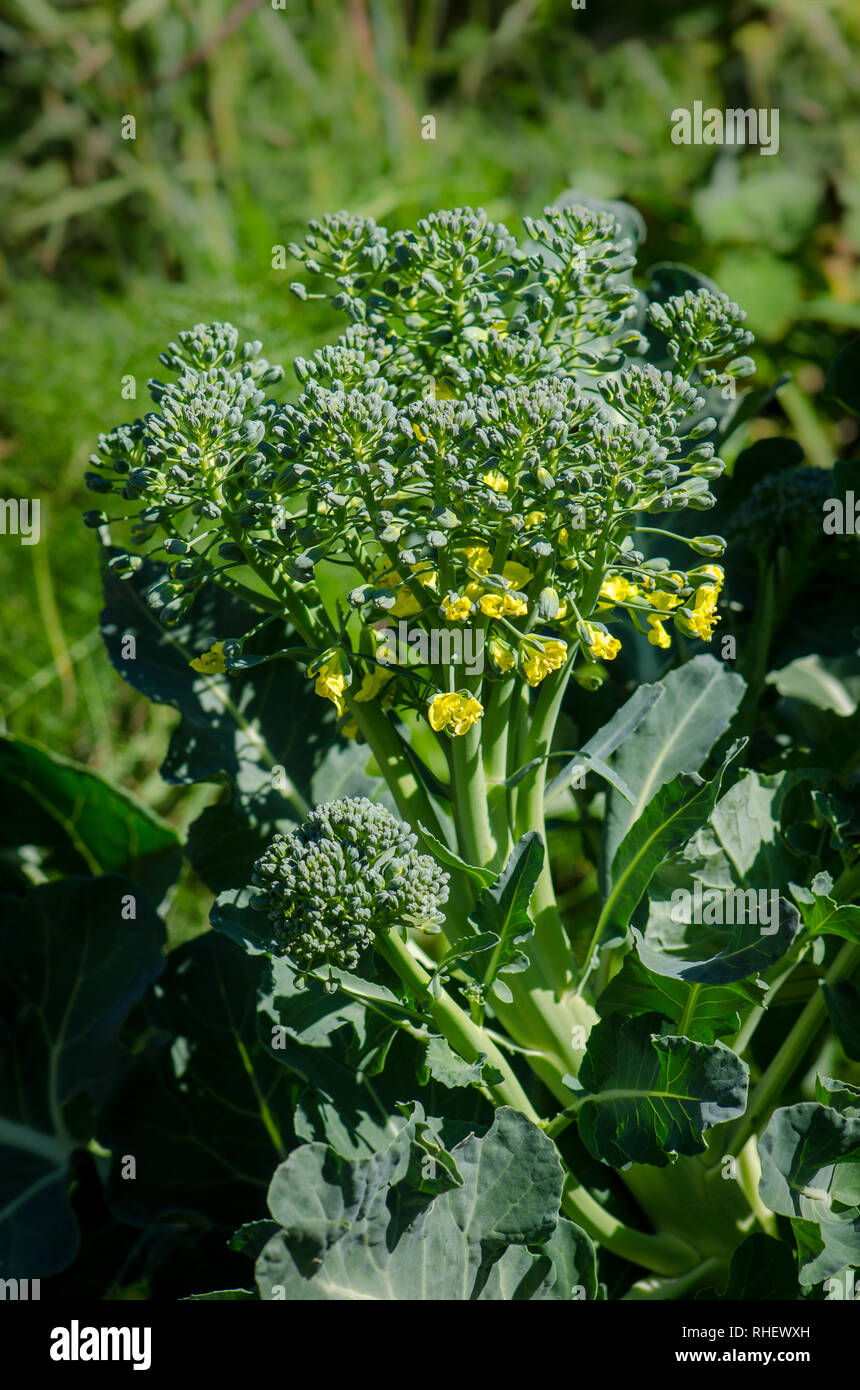 Impianto di broccoli imbullonatura, fioritura, in un orto. Foto Stock