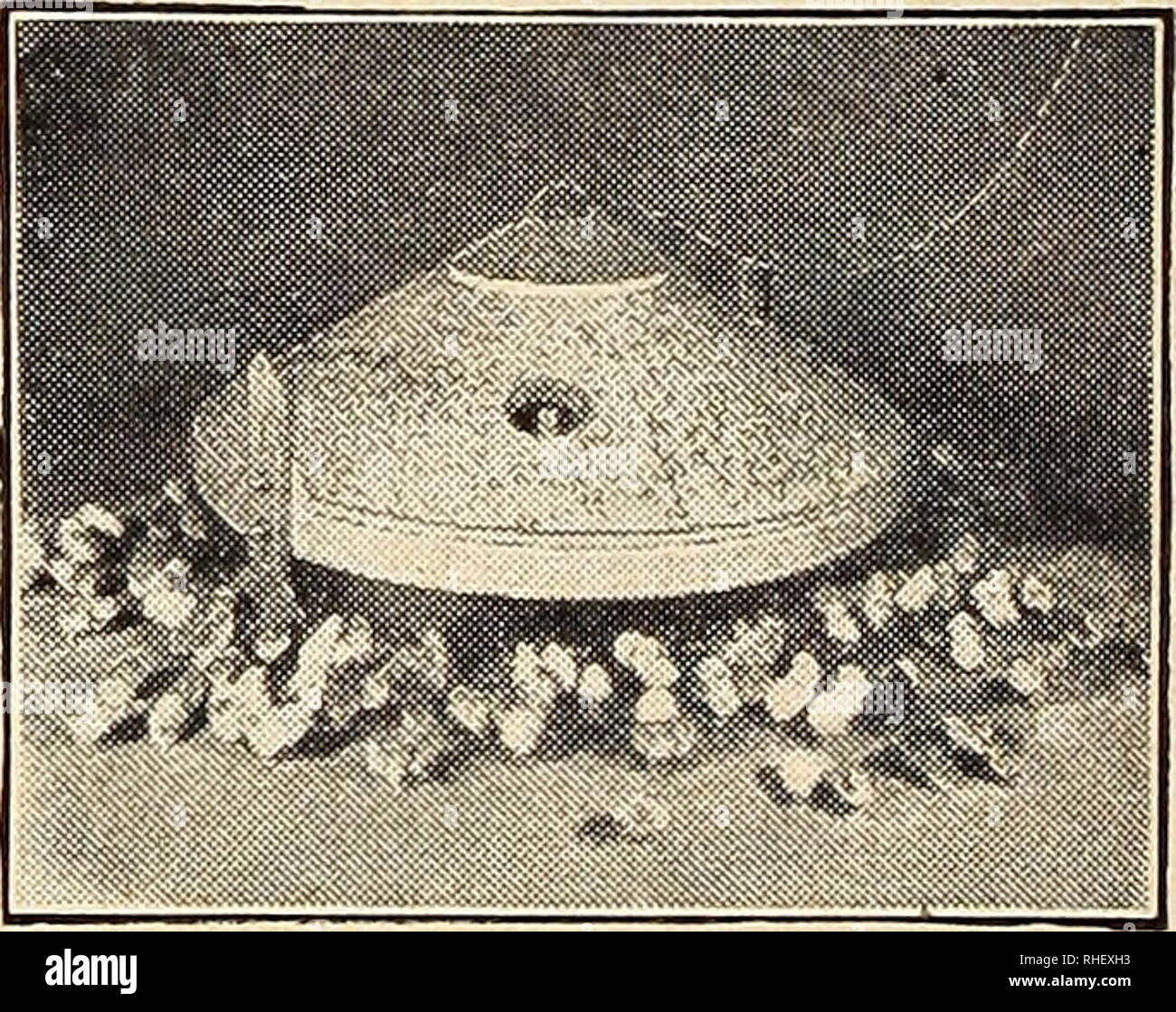 . Bolgiano il capitol city semi : 1948 ... stabilito 1889. Vivai (orticoltura) cataloghi; lampadine (piante) cataloghi; Verdure cataloghi; utensili da giardino cataloghi; semi cataloghi. CYCLONE KOAL RE CHIOCCIA Il KOAL re ha un scientificamente de- firmato canna fumaria cilindro, che alimenta automaticamente il carbone per il fuoco come richiesto. Il carbone non ottiene "intasato" o "appesi" nella stufa. Finché ci sono un paio di libbre di carbone lasciato in stufa a bruciare il fuoco non morirà in giù o andare fuori. Un altro importante miglioramento: La Koai Re ha un grande non-ostruzione griglia, che assicurano Foto Stock