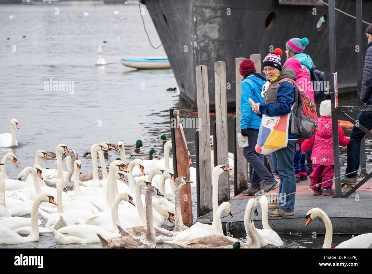 Praga, Repubblica Ceca - 16 dicembre 2017: persone Swan di alimentazione al Naplavka riverbank Foto Stock