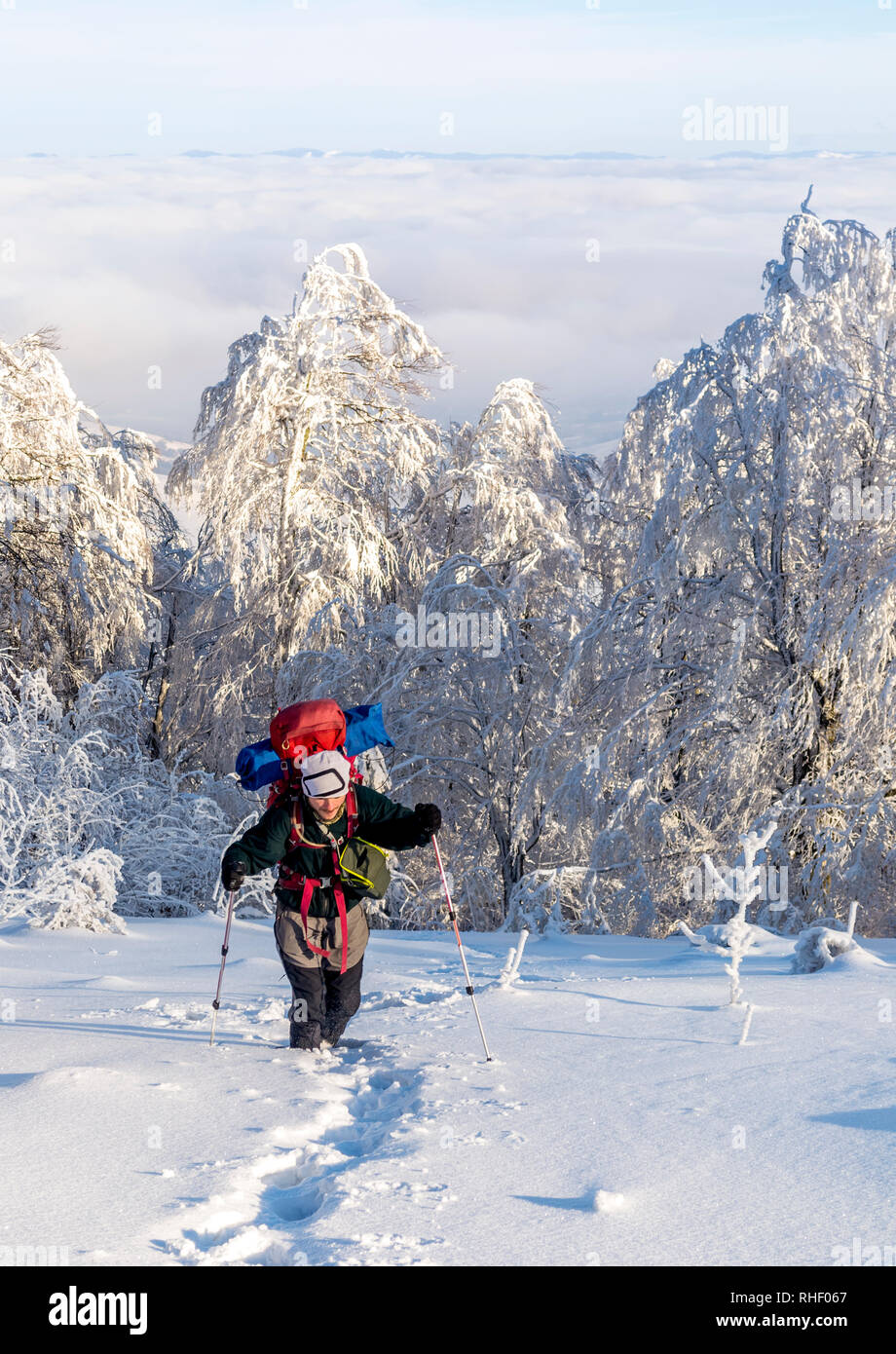 Escursionista solitario con uno zaino passeggiate sul percorso in caso di neve sopra le nuvole. Alberi coperti di neve, cielo chiaro. Inverno trekking in montagna. Carpa Foto Stock
