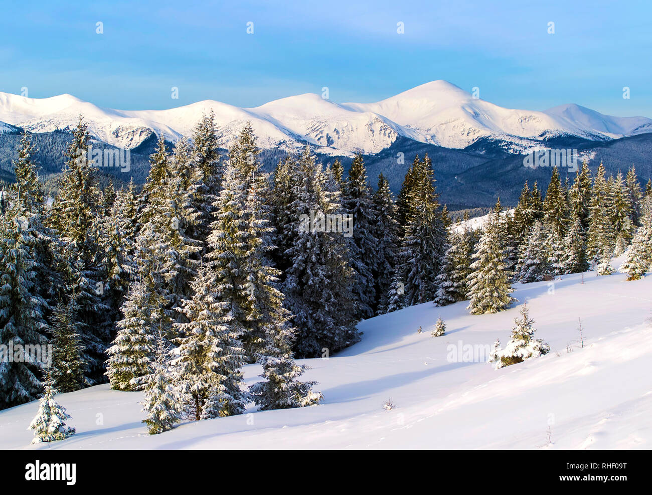 Inverno mountain view. Abeti in primo piano. Montagna innevata cresta sullo sfondo. L'Ucraina. Carpazi Foto Stock