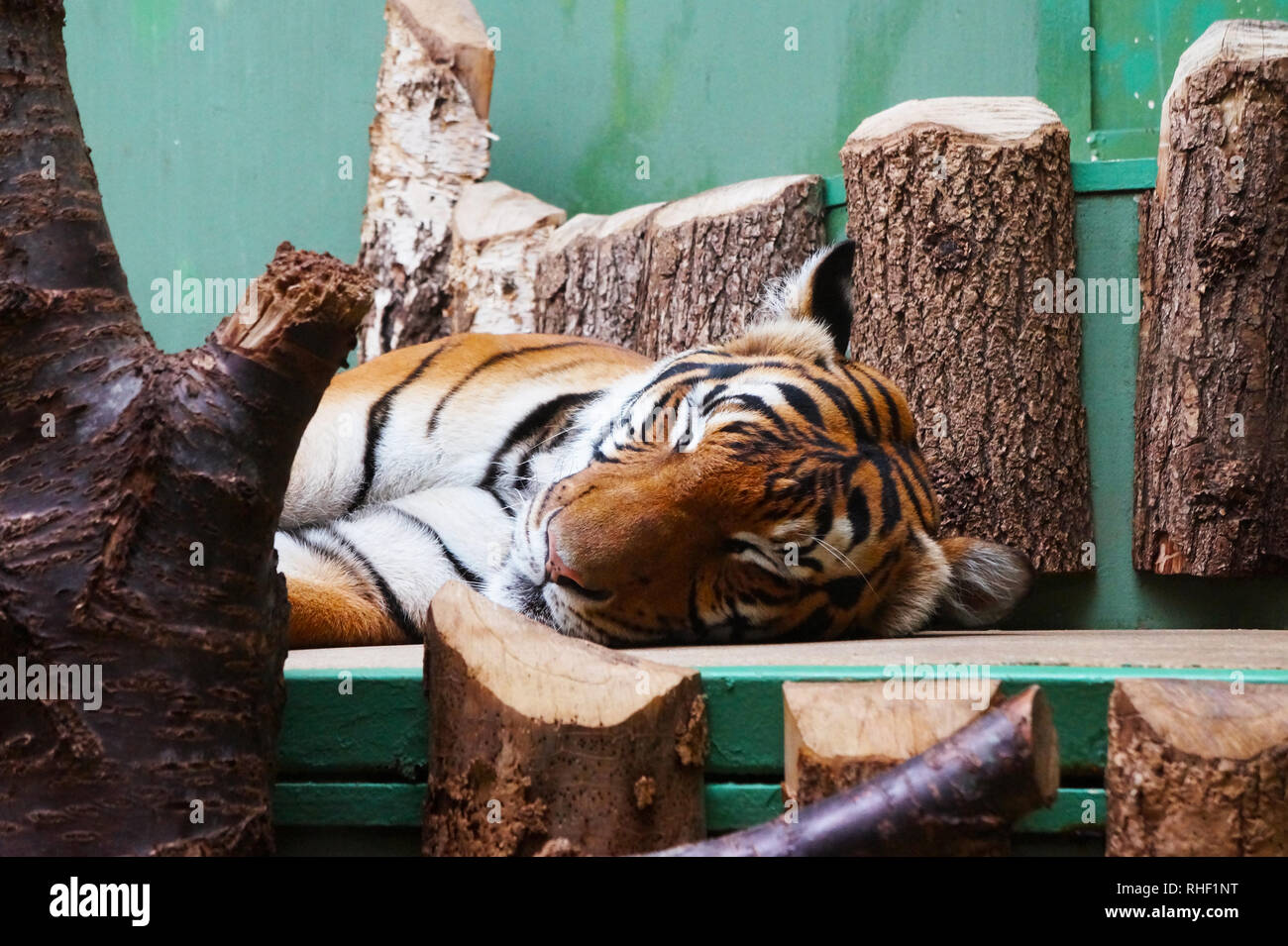 Sleeping tiger su alberi. Foto Stock