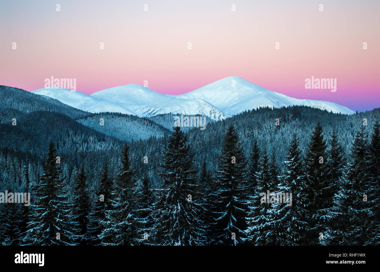Inverno mattina scena di tre cime innevate. Scure foreste di abete rosso nella neve. All'alba. Cielo chiaro. L'Ucraina. Carpazi Foto Stock