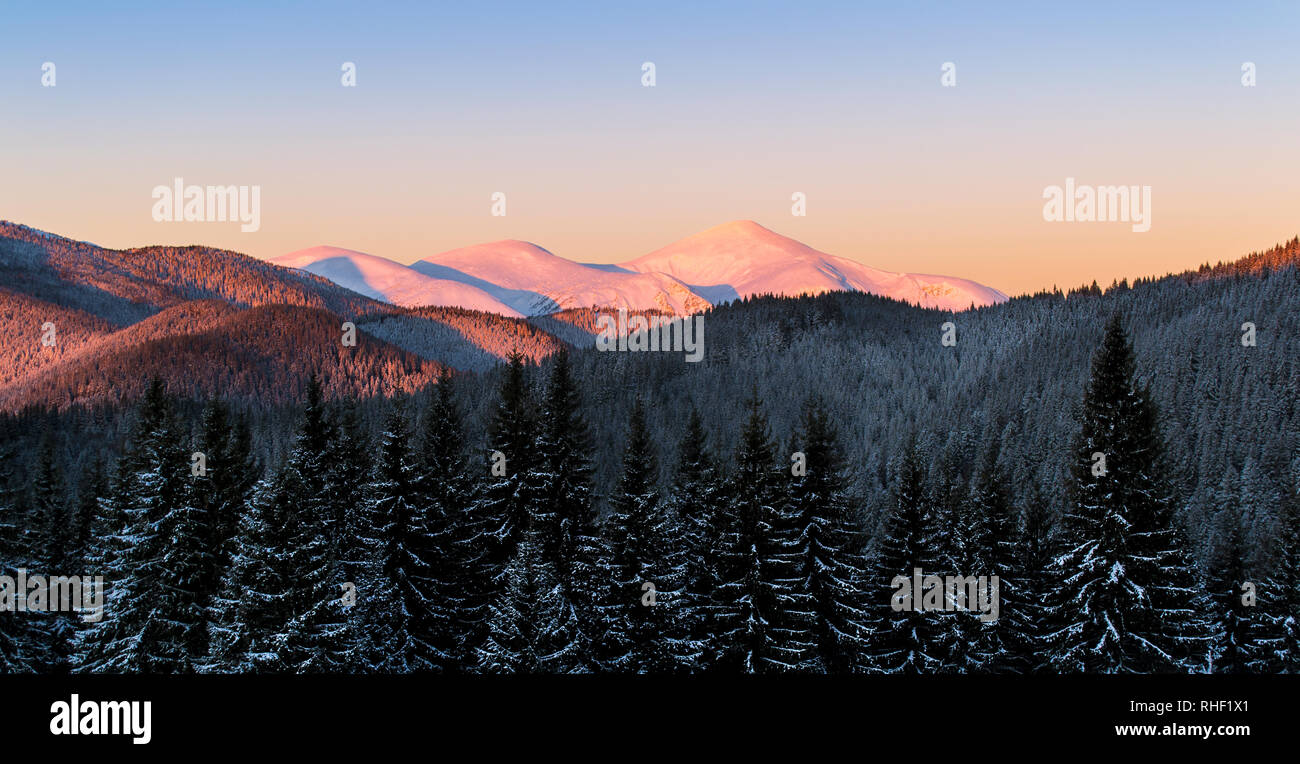 Scena invernale di tre cime innevate. Scure foreste di abete rosso nella neve. Luce del sole rosa sulle piste. Cielo chiaro. L'Ucraina. Carpazi Foto Stock