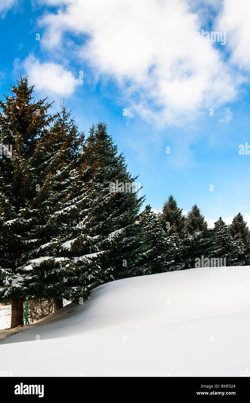 Abete rosso/evergreen alberi di Natale coperto di neve su una luminosa giornata di sole, cielo blu, e polvere di neve morbida, ondulata, rilassante e tranquillo stagione invernale. Foto Stock