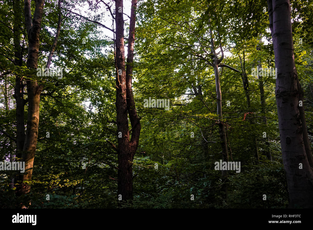 Forrest verde fogliame in italiano forrest all'alba. La luce del sole passa attraverso gli alberi. Torino, Italia. Foto Stock